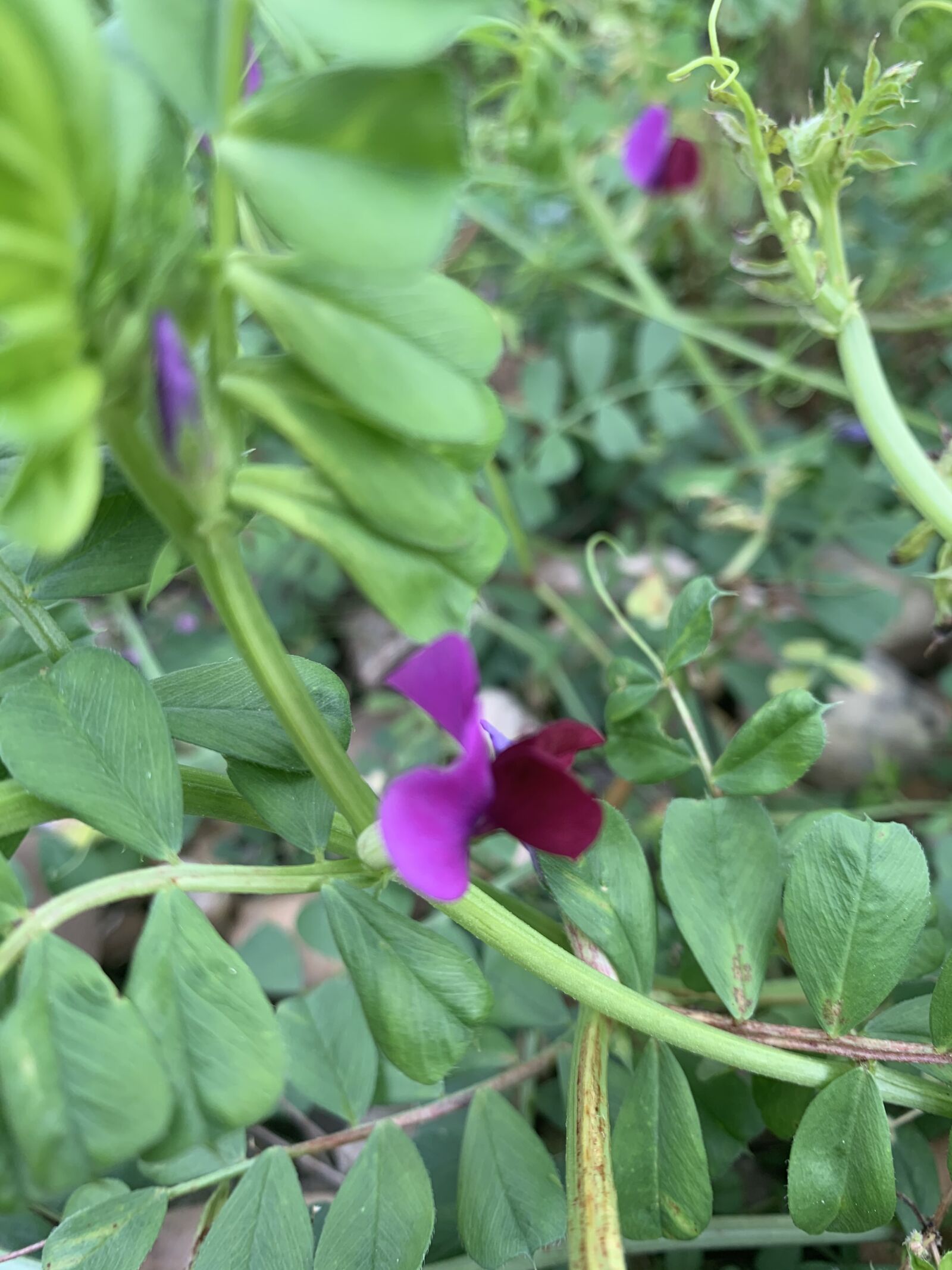 Apple iPhone XR sample photo. Flower of spring, alcazaba photography