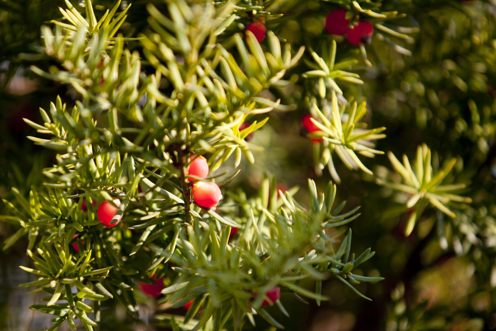 Canon EOS 5D sample photo. Autumn leaves, autumn, leaves photography