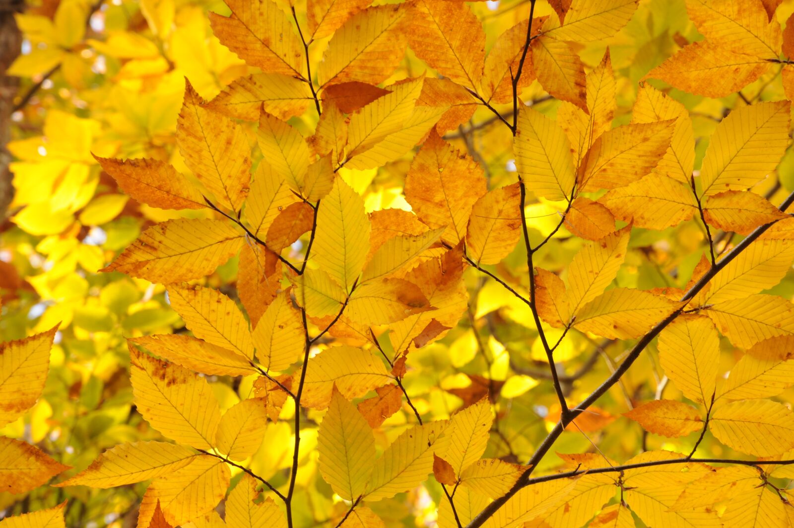 Nikon D90 sample photo. Fall, autumn, leaves photography