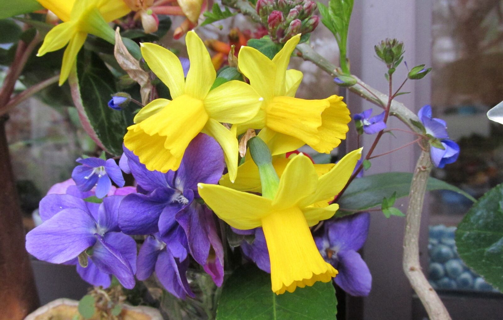 Canon PowerShot SX170 IS sample photo. Daffodils, violets, flowers photography