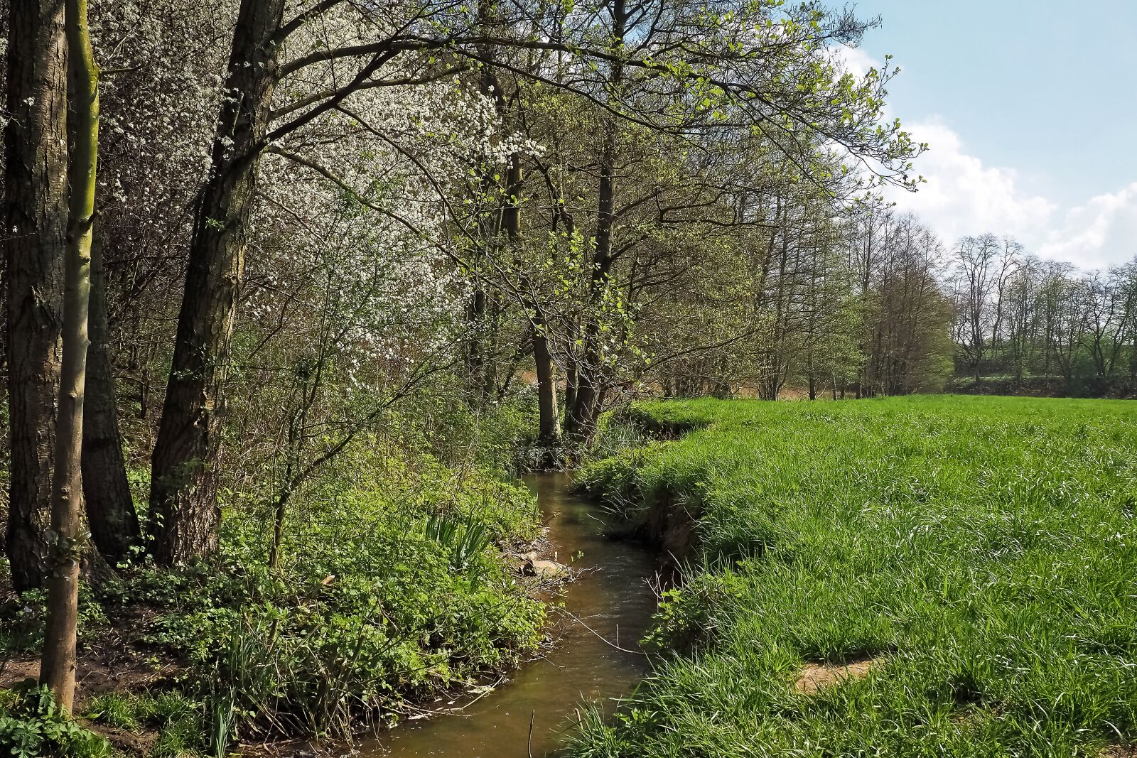 Olympus OM-D E-M10 sample photo. Forest, landscape, bach photography