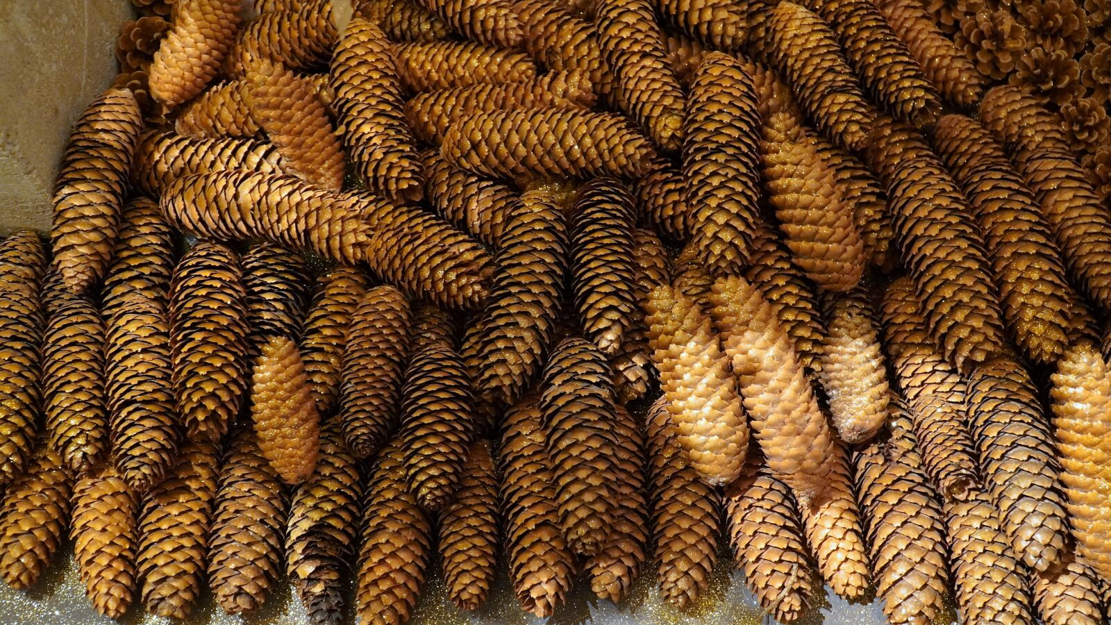 Sony E PZ 18-105mm F4 G OSS sample photo. Pine cones, tree, forest photography