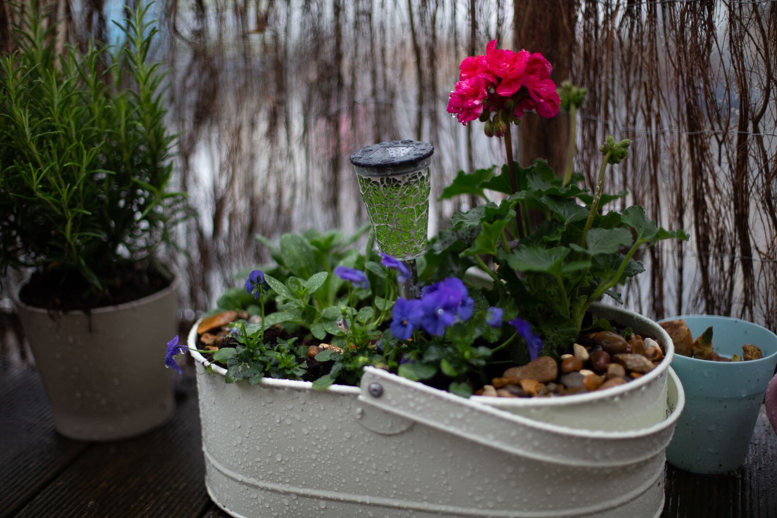 Canon EOS 6D sample photo. Garden flowers, spring, balcony photography
