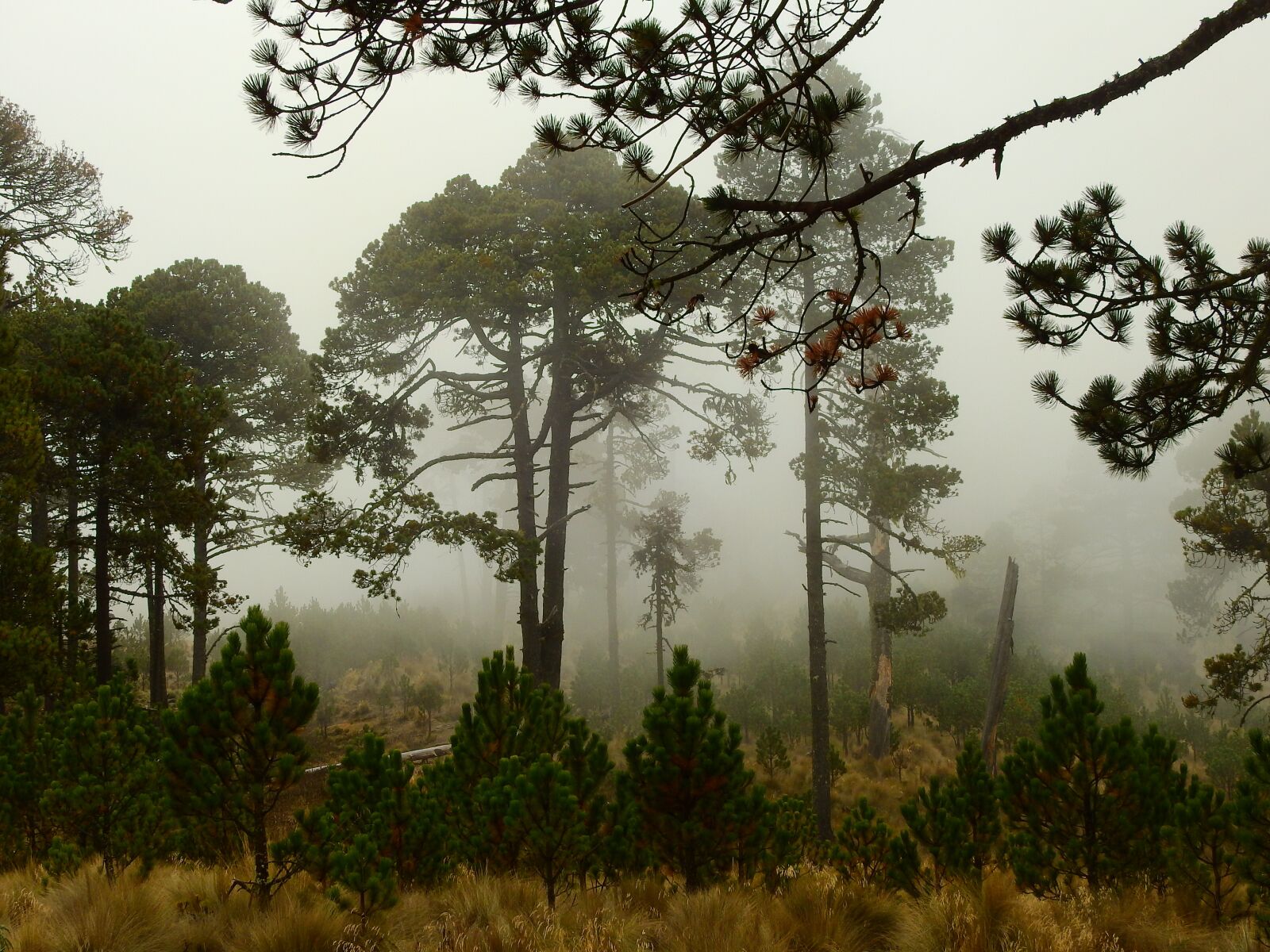 Nikon Coolpix P900 sample photo. Forest, mist, pinus photography