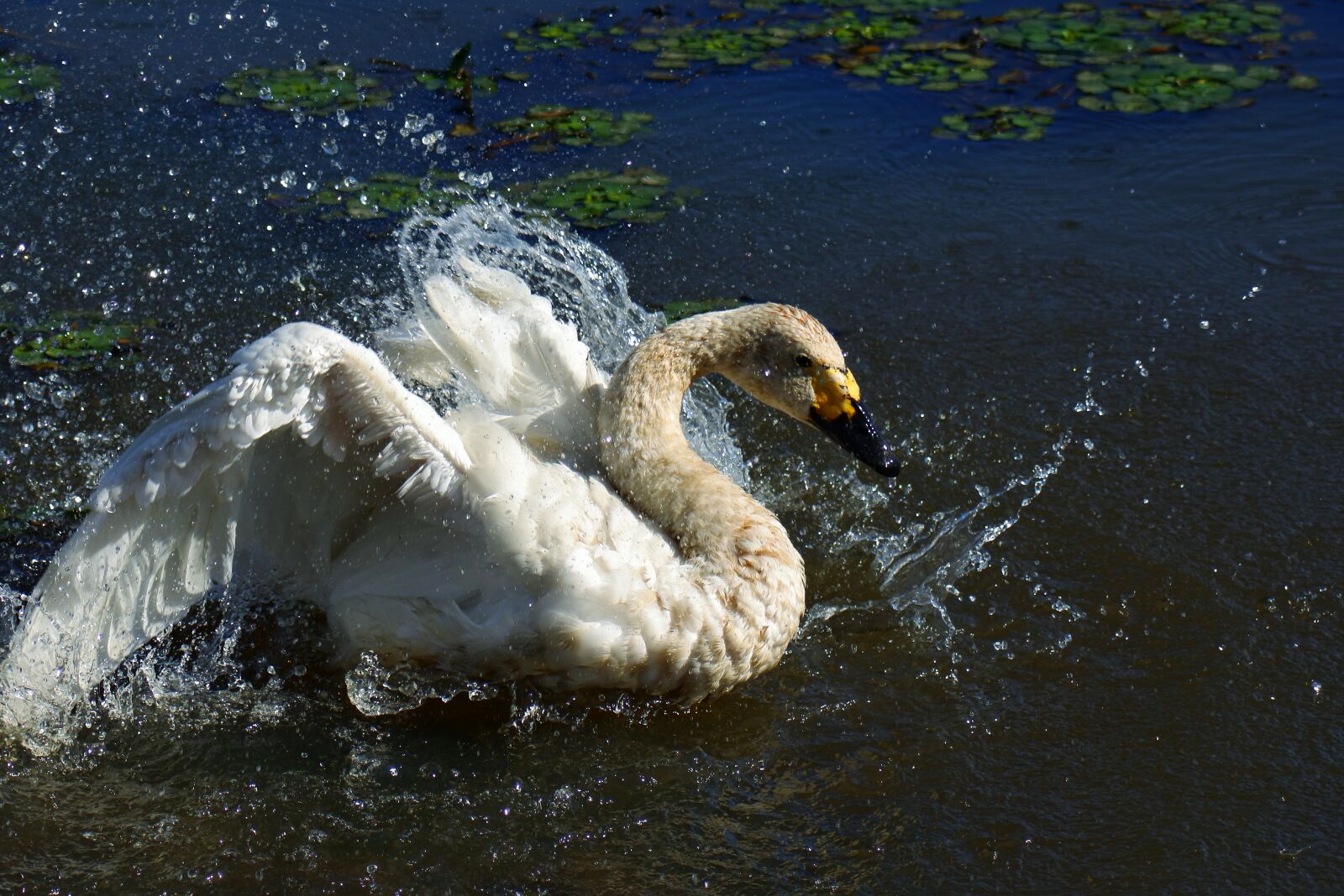VR 70-300mm f/4.5-6.3G sample photo. Animal, pond, waterside photography