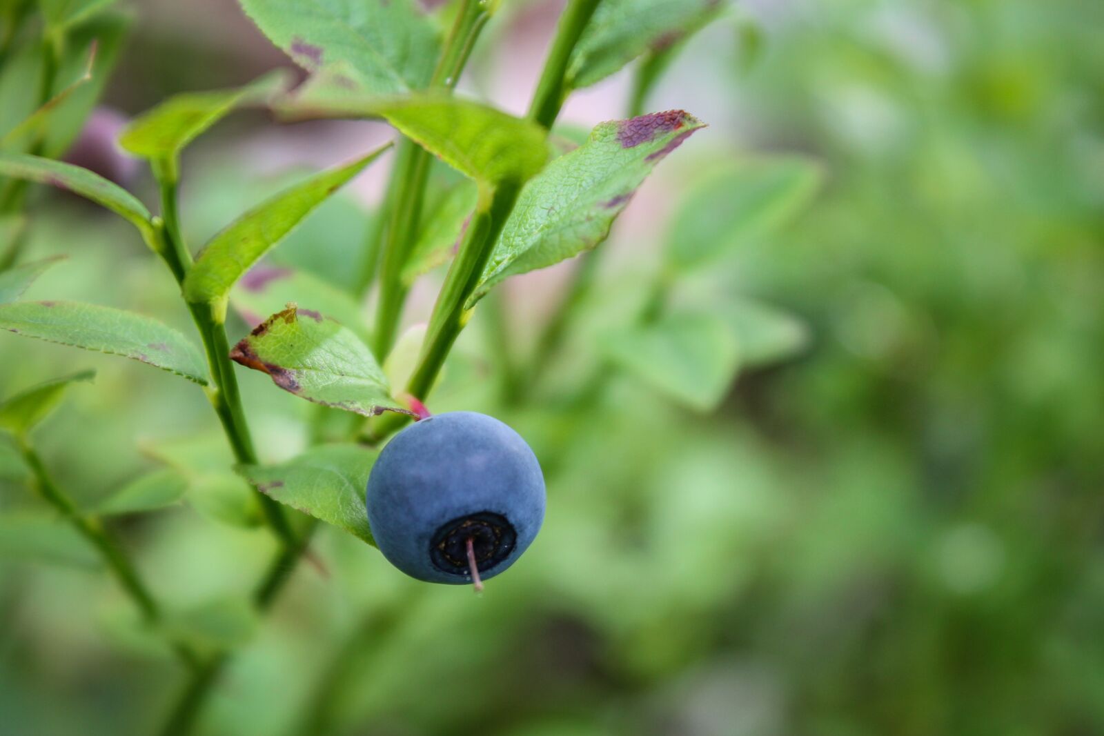 Canon EOS 1100D (EOS Rebel T3 / EOS Kiss X50) sample photo. Blueberry, fruit, crop photography