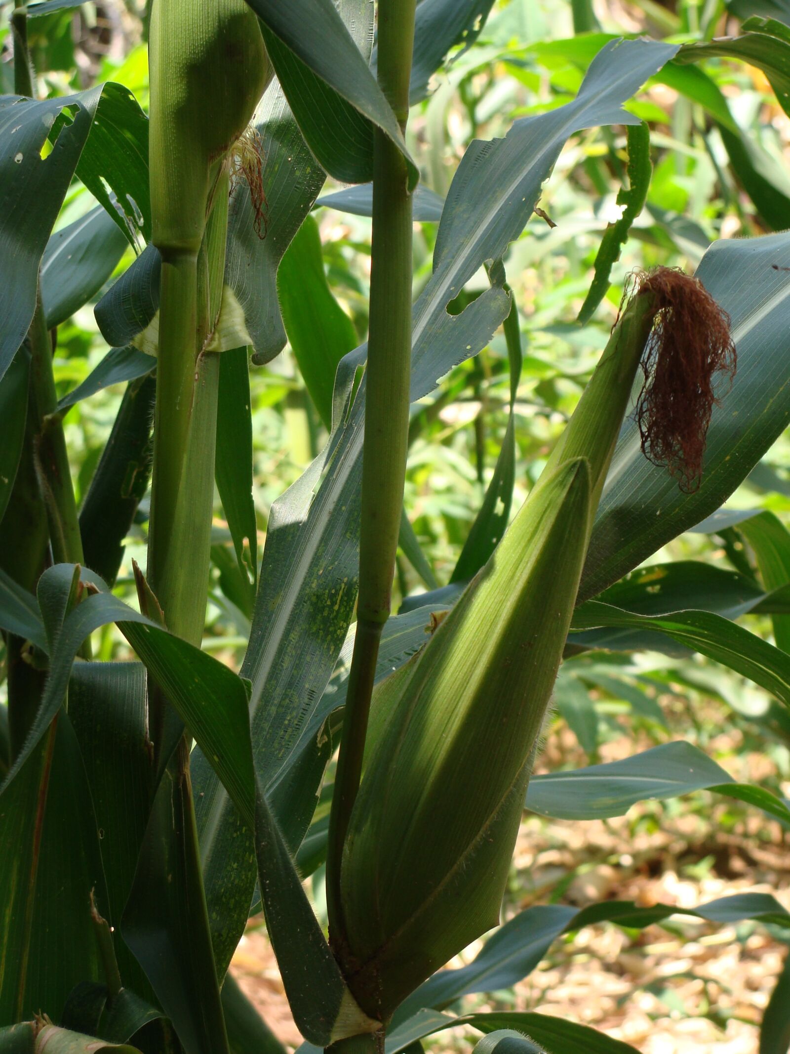 Sony DSC-H3 sample photo. Corn, tenon, plantation photography