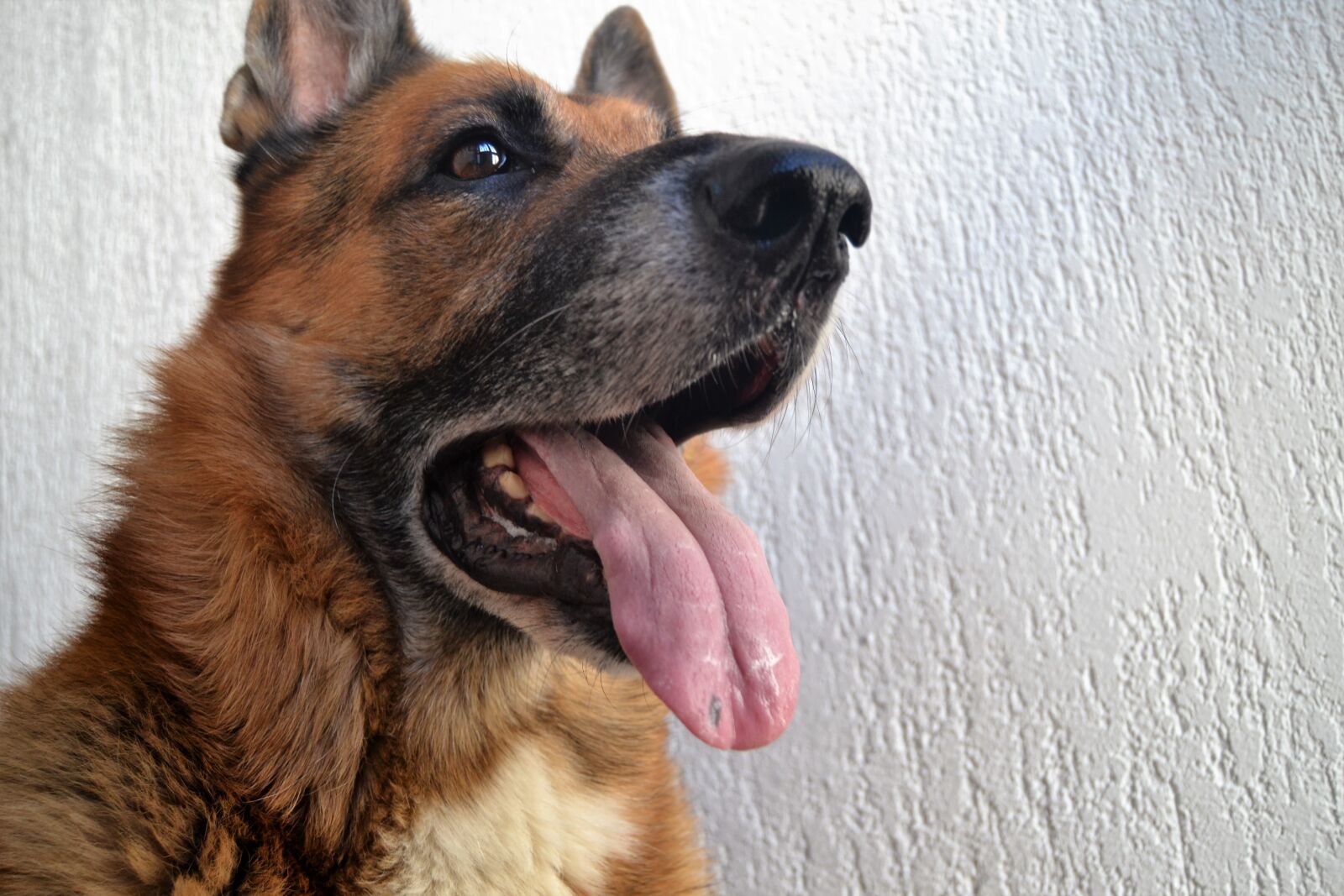 Nikon D3100 sample photo. German shepherd dog, dog photography