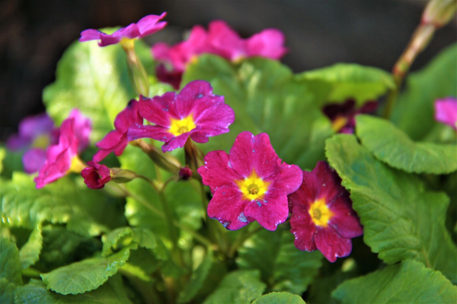 Canon EOS 550D (EOS Rebel T2i / EOS Kiss X4) sample photo. Garden, flower, nature photography