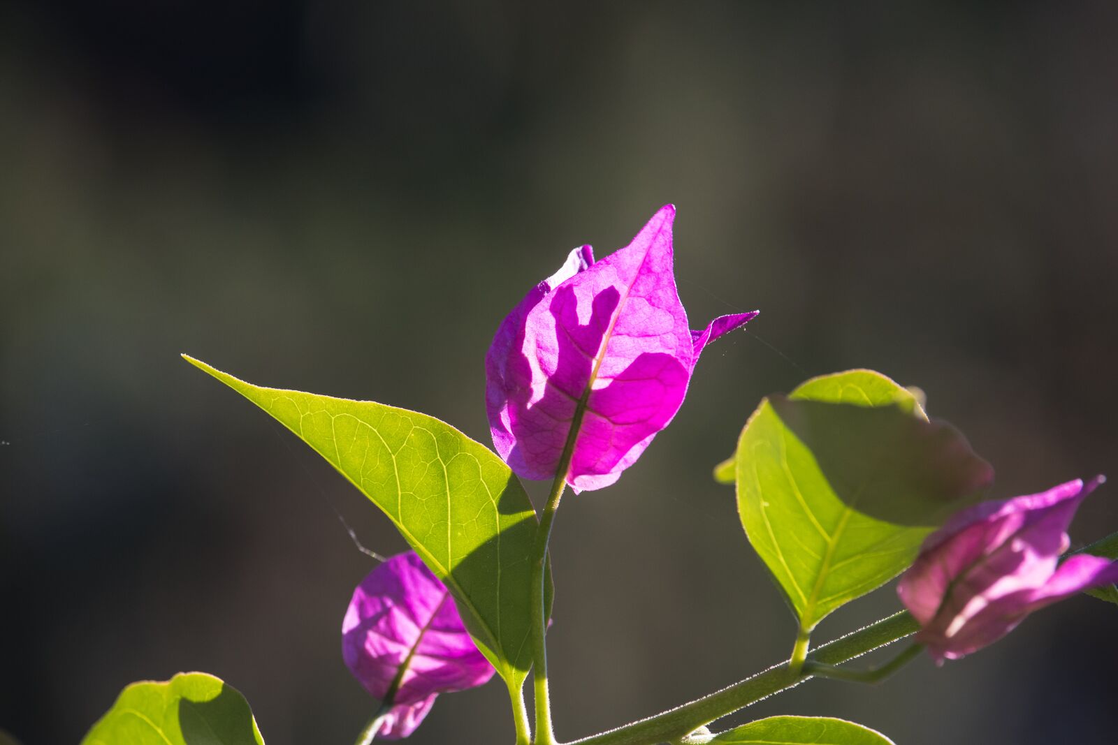 Canon EF-S 55-250mm F4-5.6 IS STM sample photo. Triple flower, bougainvillea, blossom photography