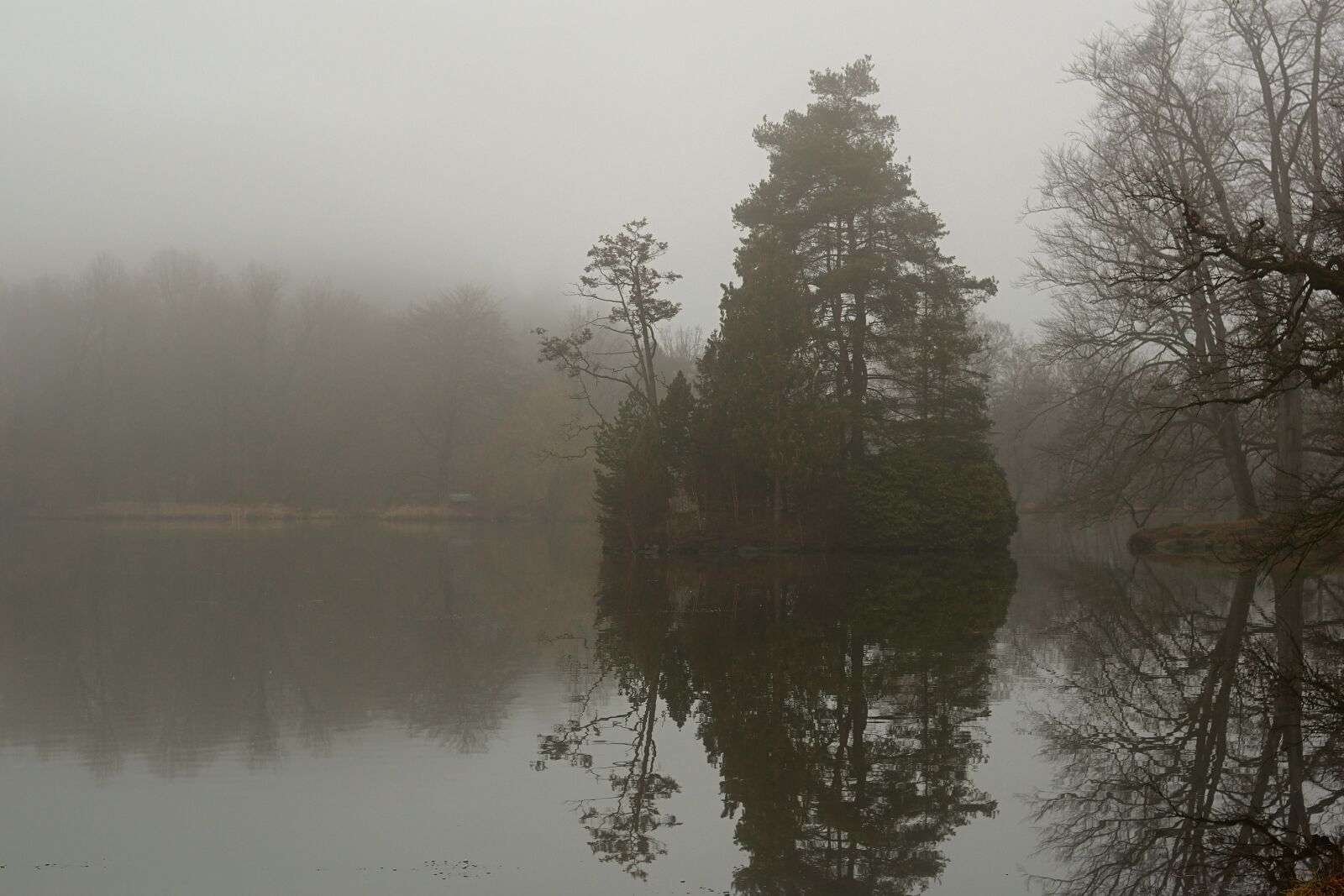 Nikon D5600 sample photo. Nature, park, morning mist photography