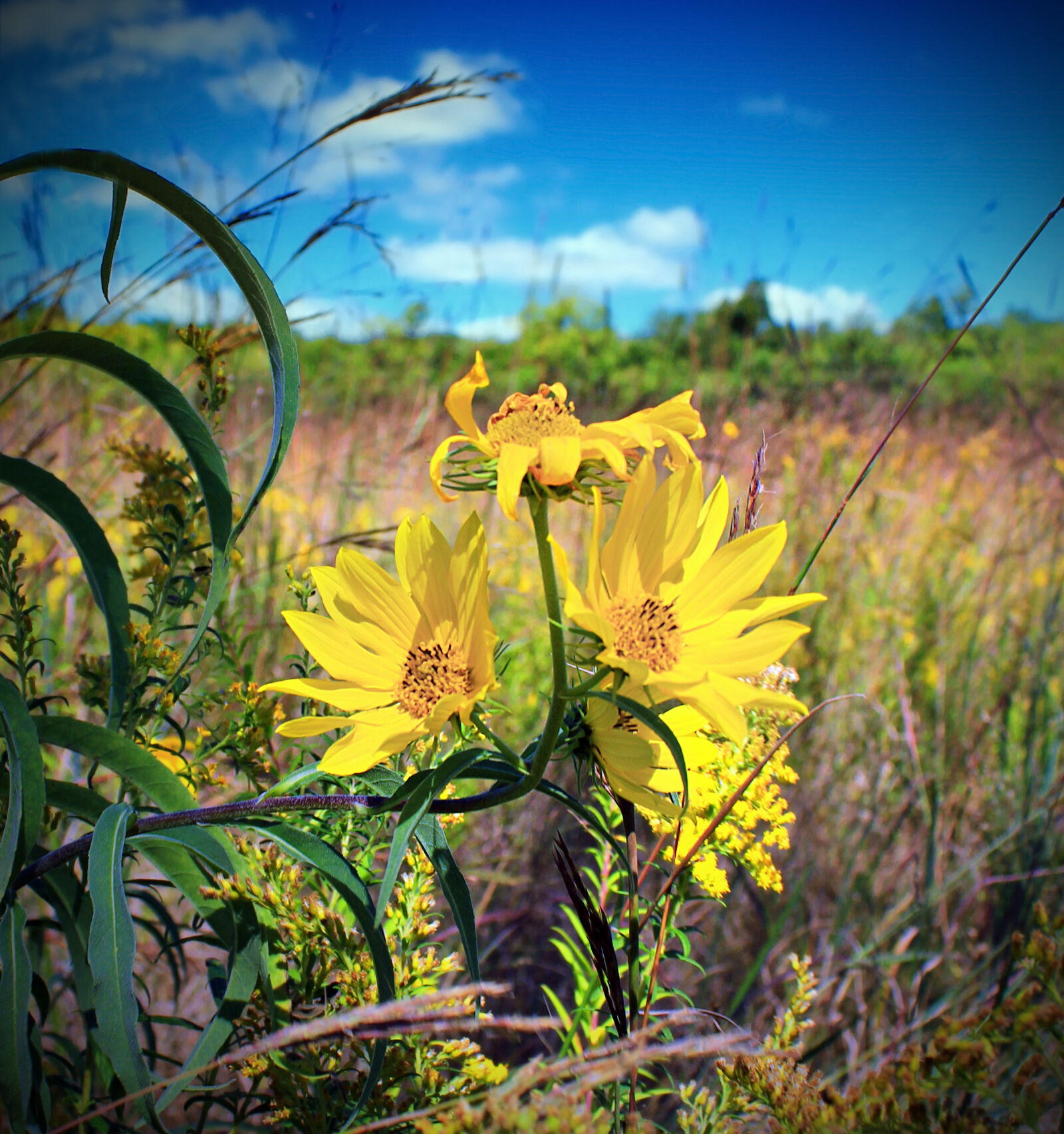 Canon EOS 600D (Rebel EOS T3i / EOS Kiss X5) sample photo. Yellow, petaled, flowers, on photography