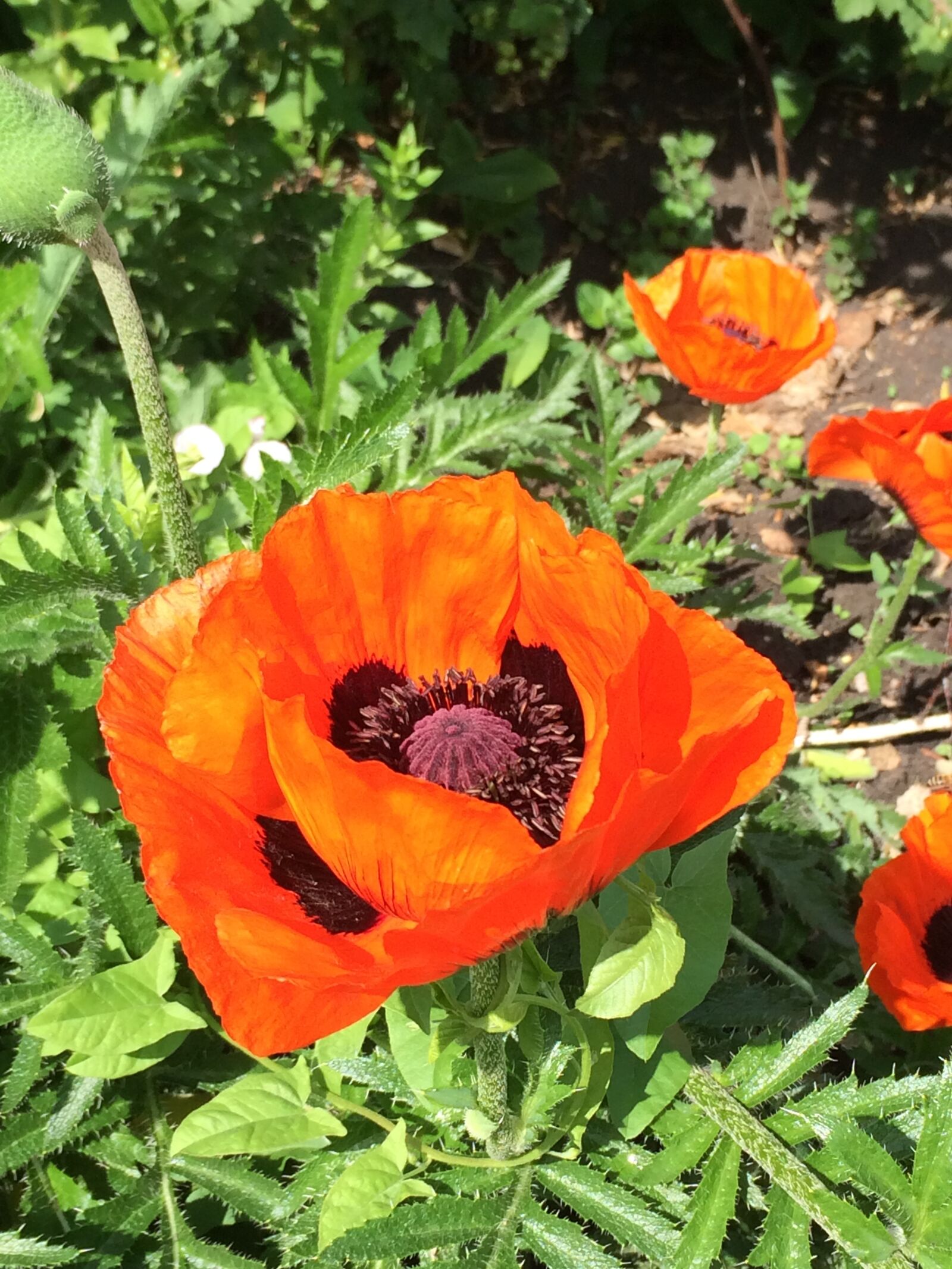 iPhone 5s back camera 4.15mm f/2.2 sample photo. Flowers, russia, living nature photography