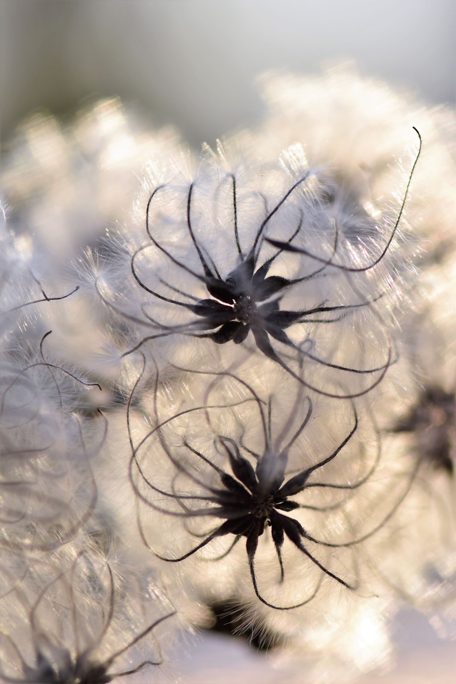 Nikon D5500 sample photo. Plant, seeds, nature photography
