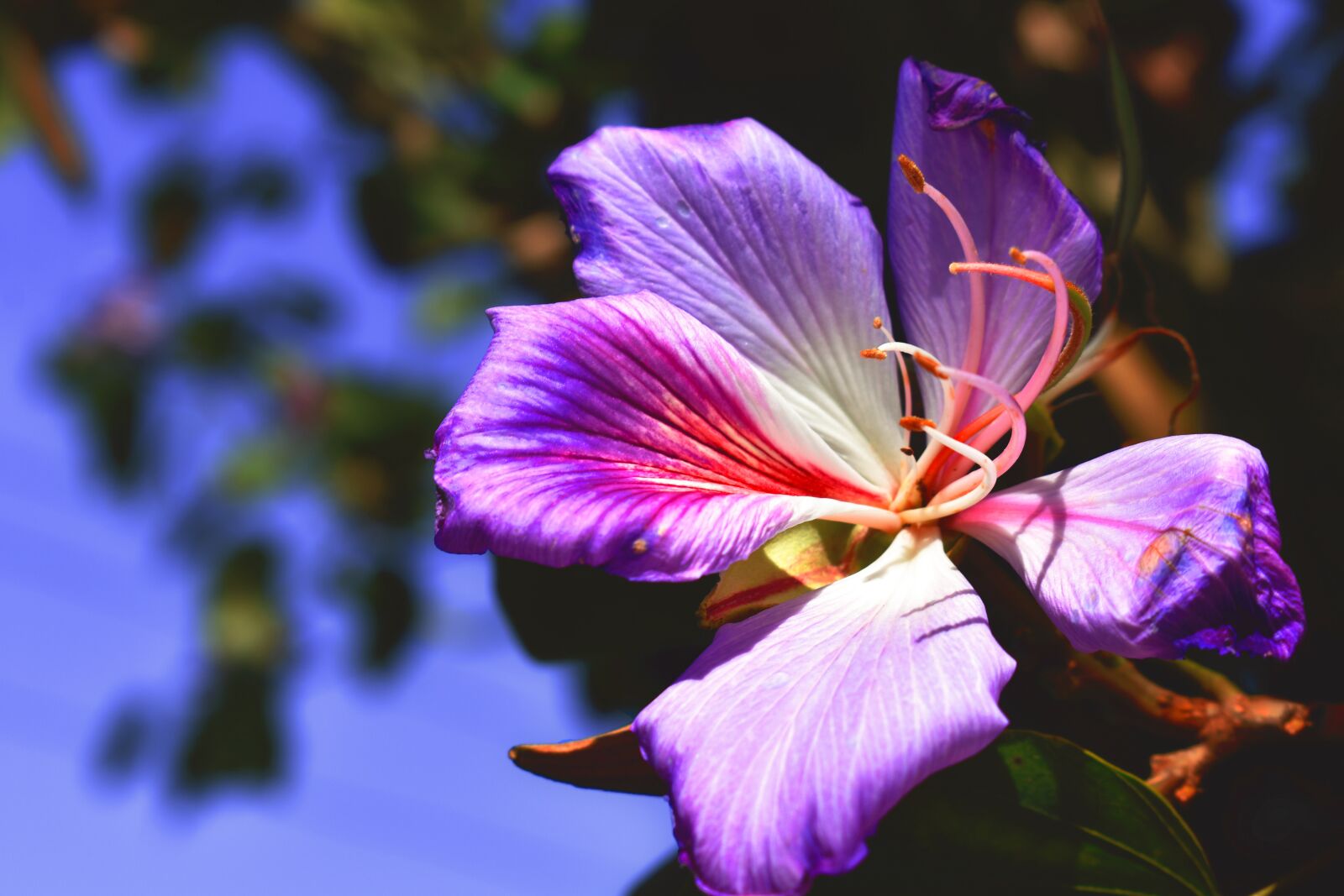 Nikon D3400 sample photo. Nature, flower, orchid photography