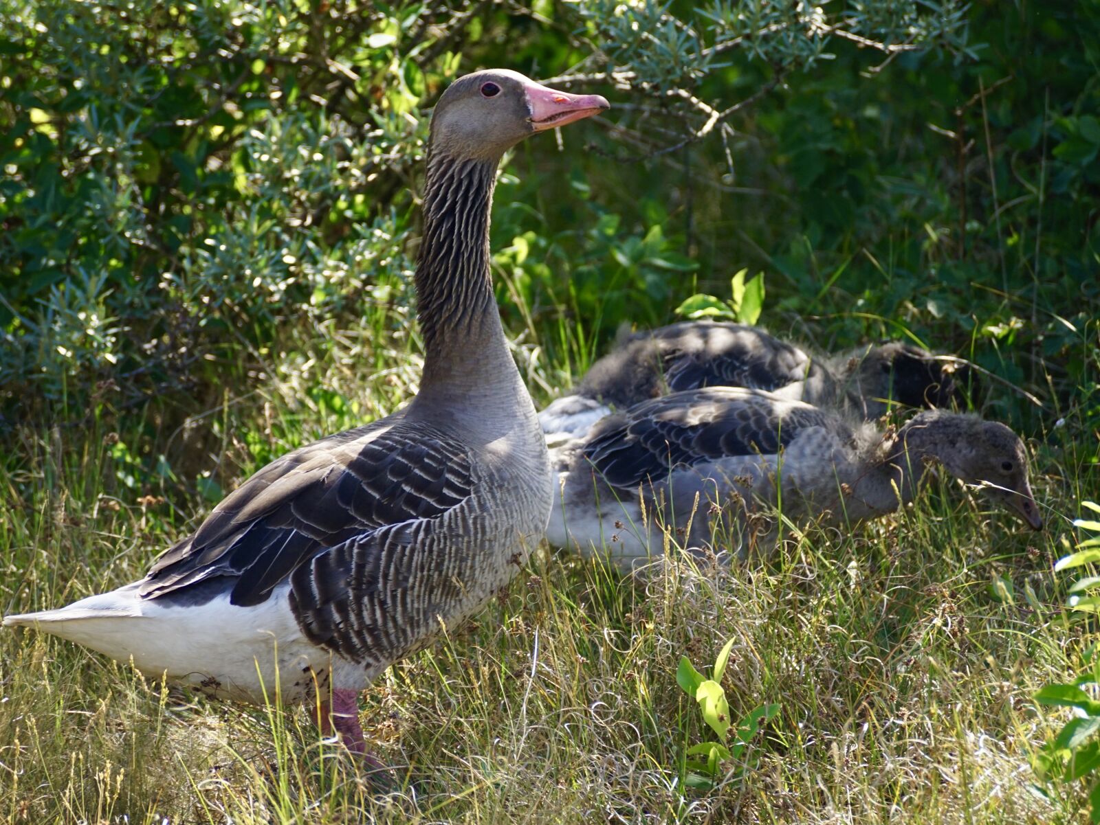 Sony DT 55-300mm F4.5-5.6 SAM sample photo. Goose, greylag goose, wild photography