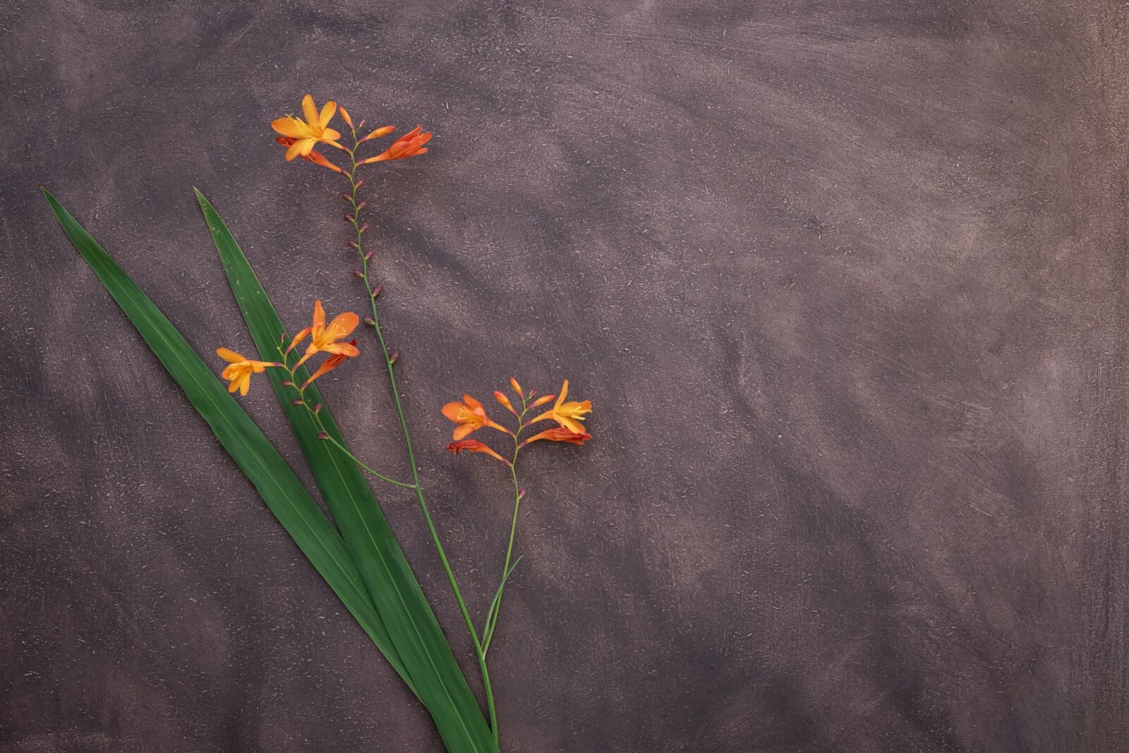 Nikon D750 sample photo. Crocosmia, flower, schwertliliengewaechs photography