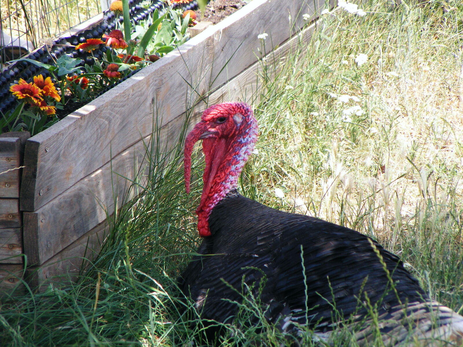 Fujifilm FinePix S5700 S700 sample photo