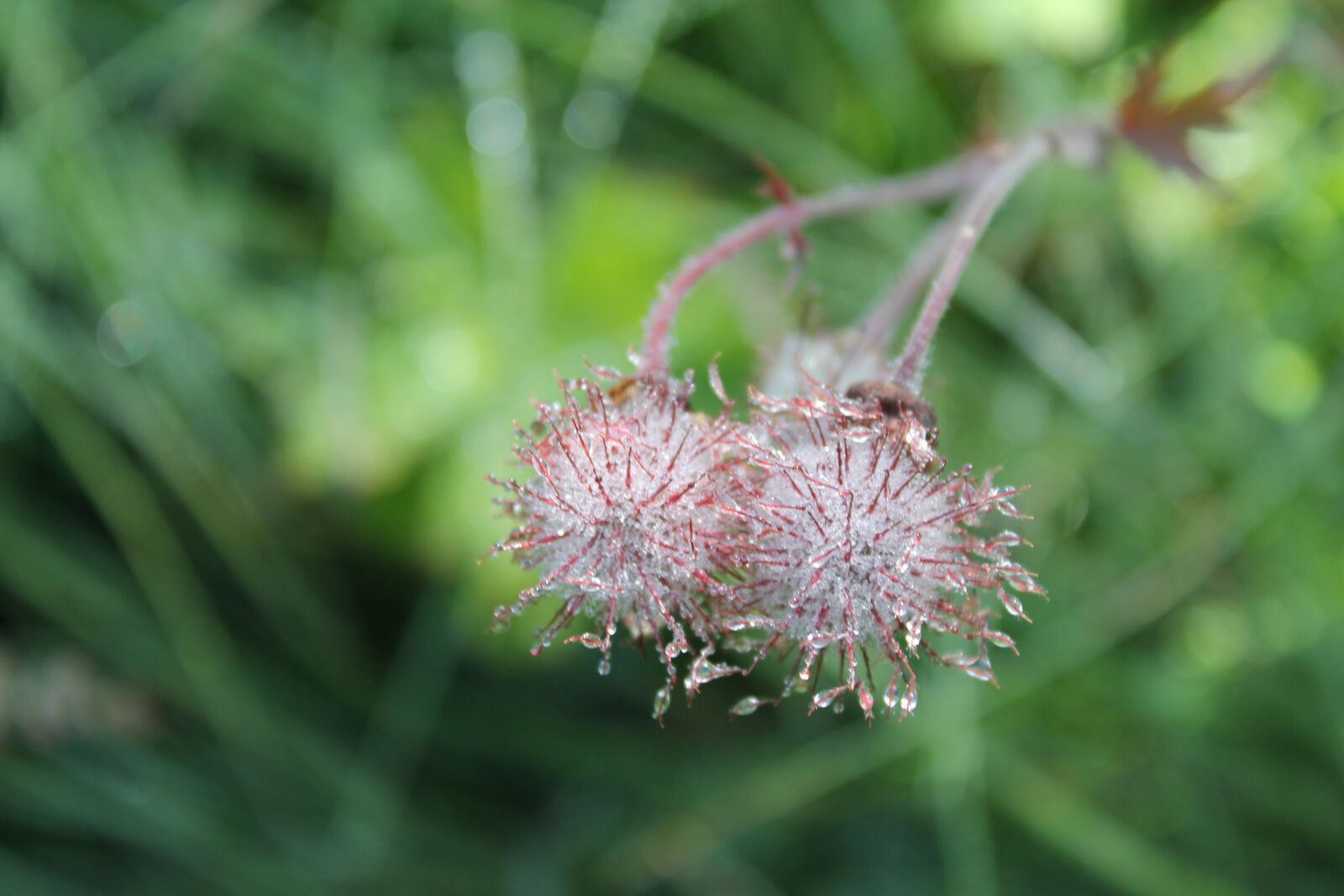 Canon EOS 1100D (EOS Rebel T3 / EOS Kiss X50) sample photo. Flowers, drops, rain photography