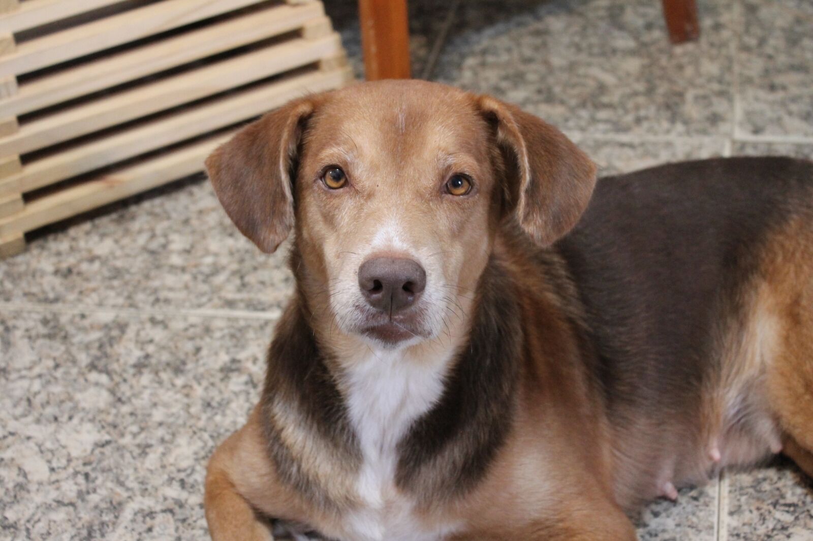 Canon EOS 1100D (EOS Rebel T3 / EOS Kiss X50) sample photo. Dog, animalia, cute photography
