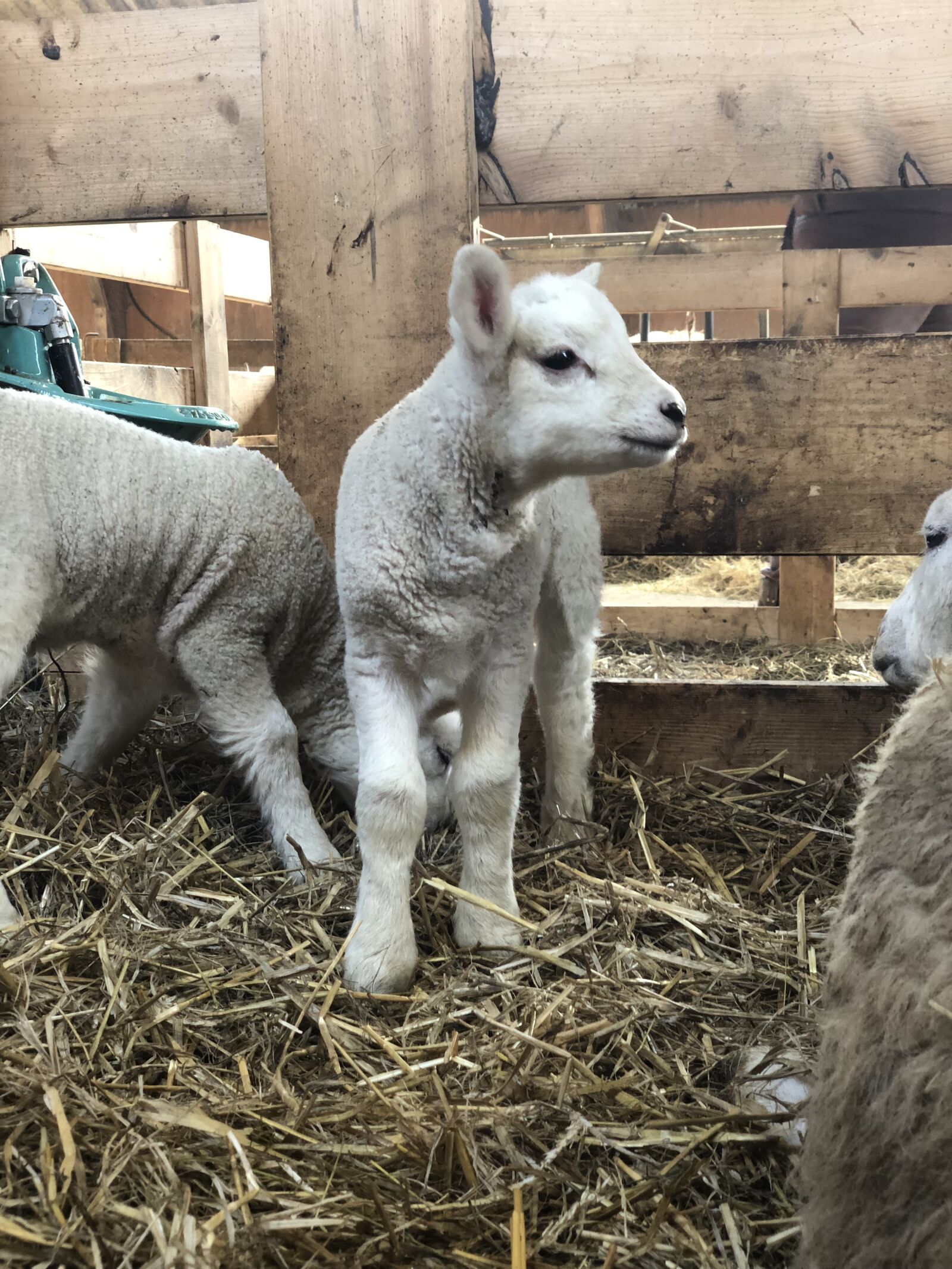 iPhone X back dual camera 6mm f/2.4 sample photo. Lamb, farm, lambs photography