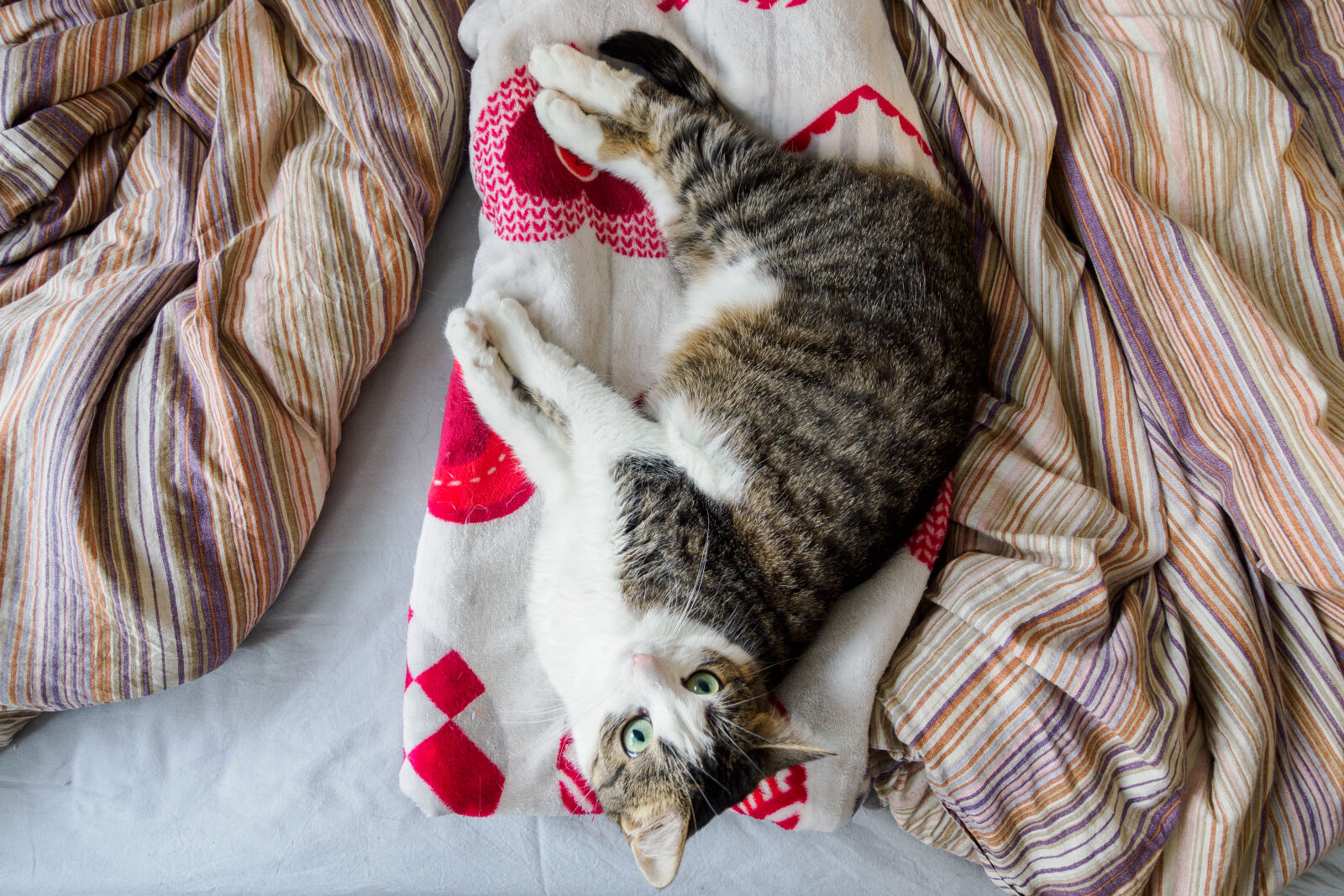 OM System OM-1 Mark II sample photo. Cat wakeup photography