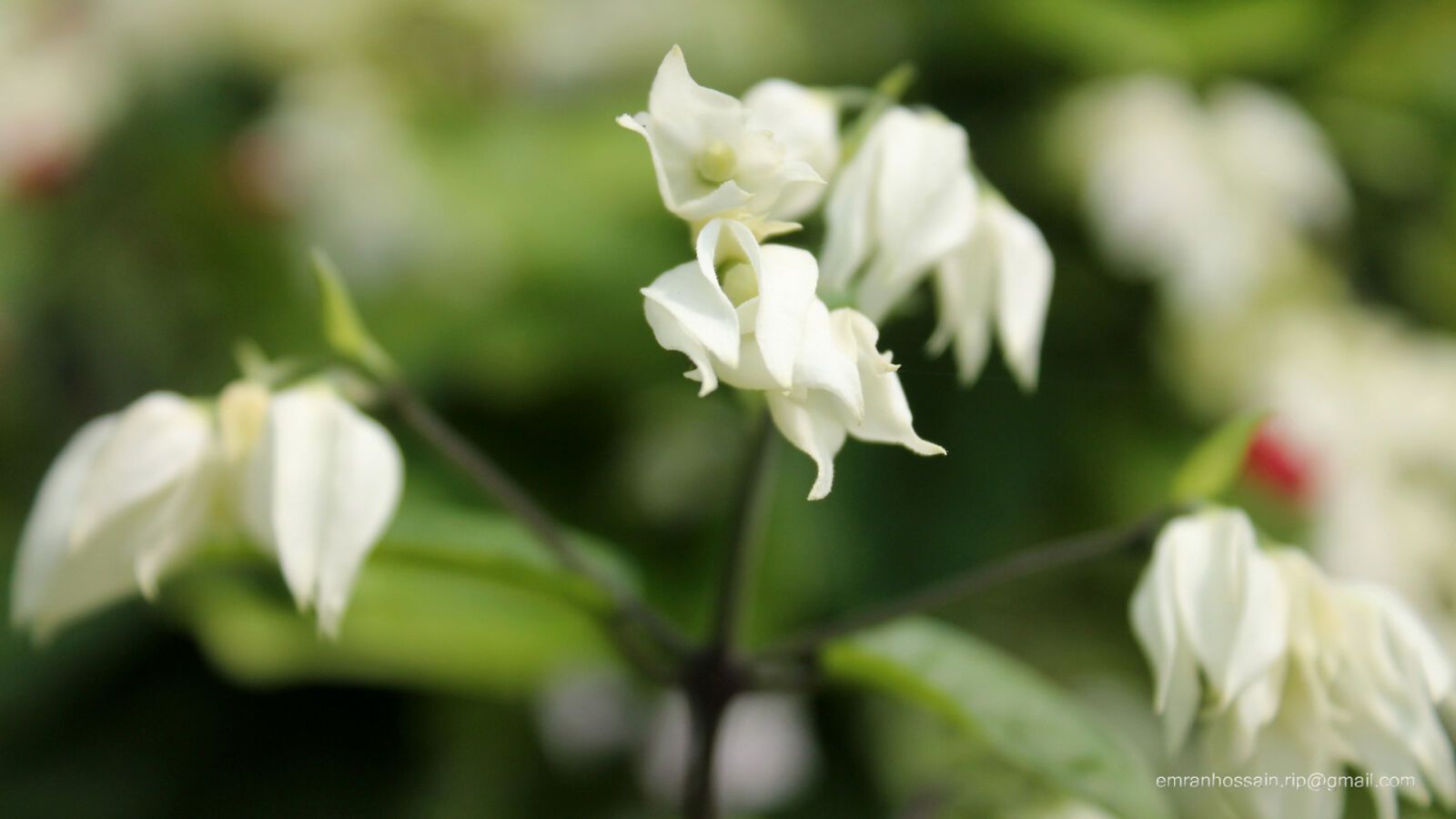 Canon EOS 1100D (EOS Rebel T3 / EOS Kiss X50) sample photo. Nature, nice, wallpaper photography