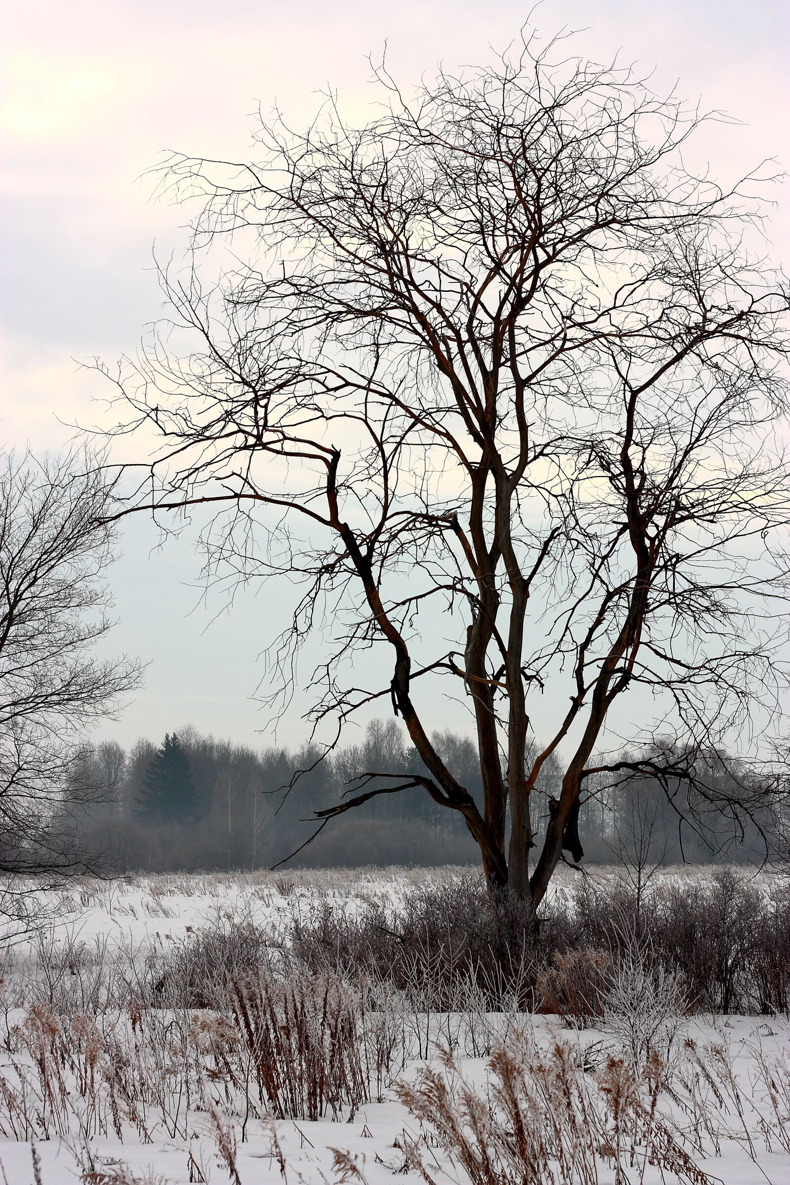 Canon EOS 450D (EOS Rebel XSi / EOS Kiss X2) sample photo. Old tree, winter, the photography
