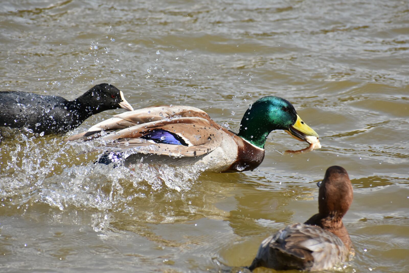 Nikon D7200 sample photo. Animal, lake, waterside photography