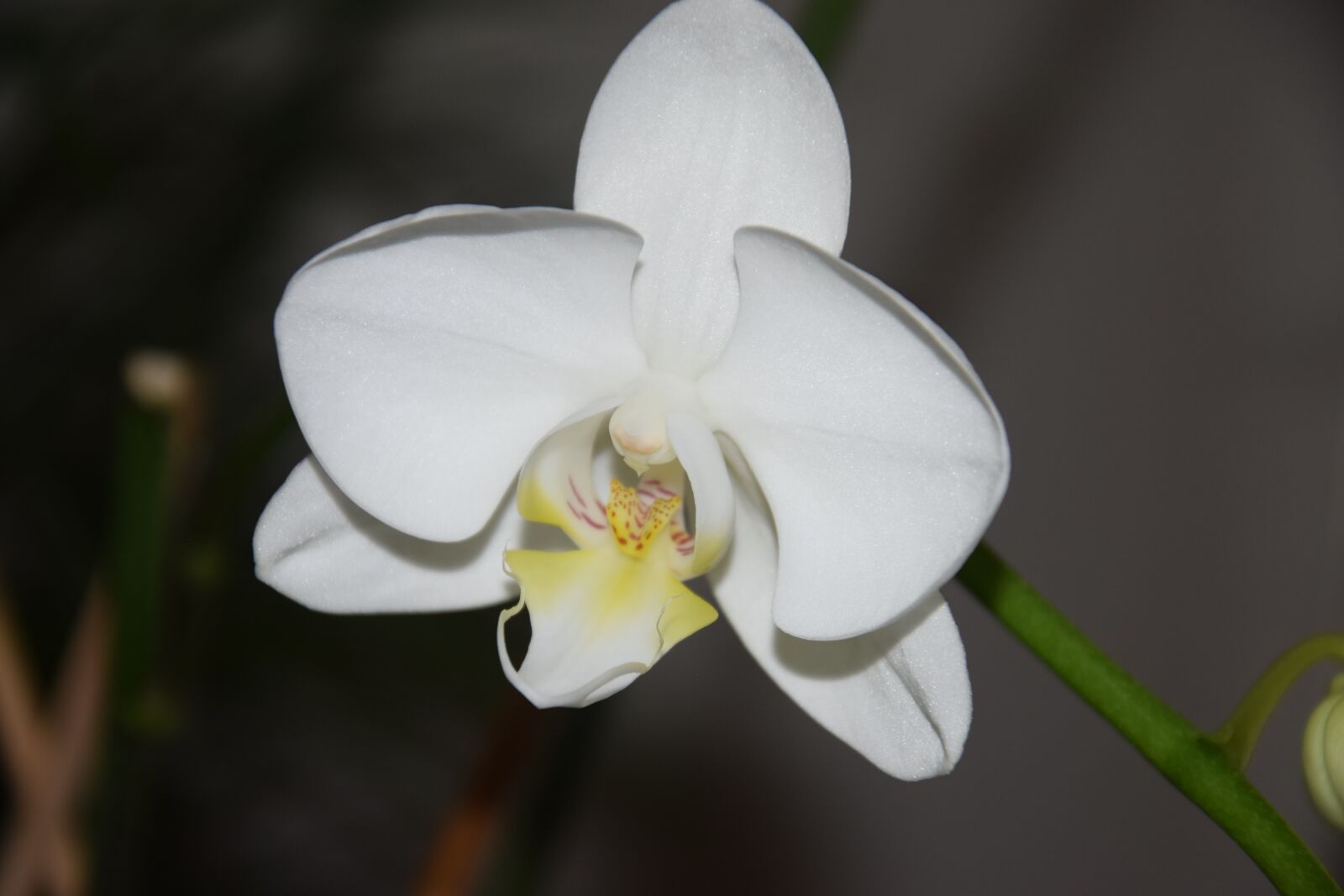 Nikon D5300 sample photo. White flower, house plant photography