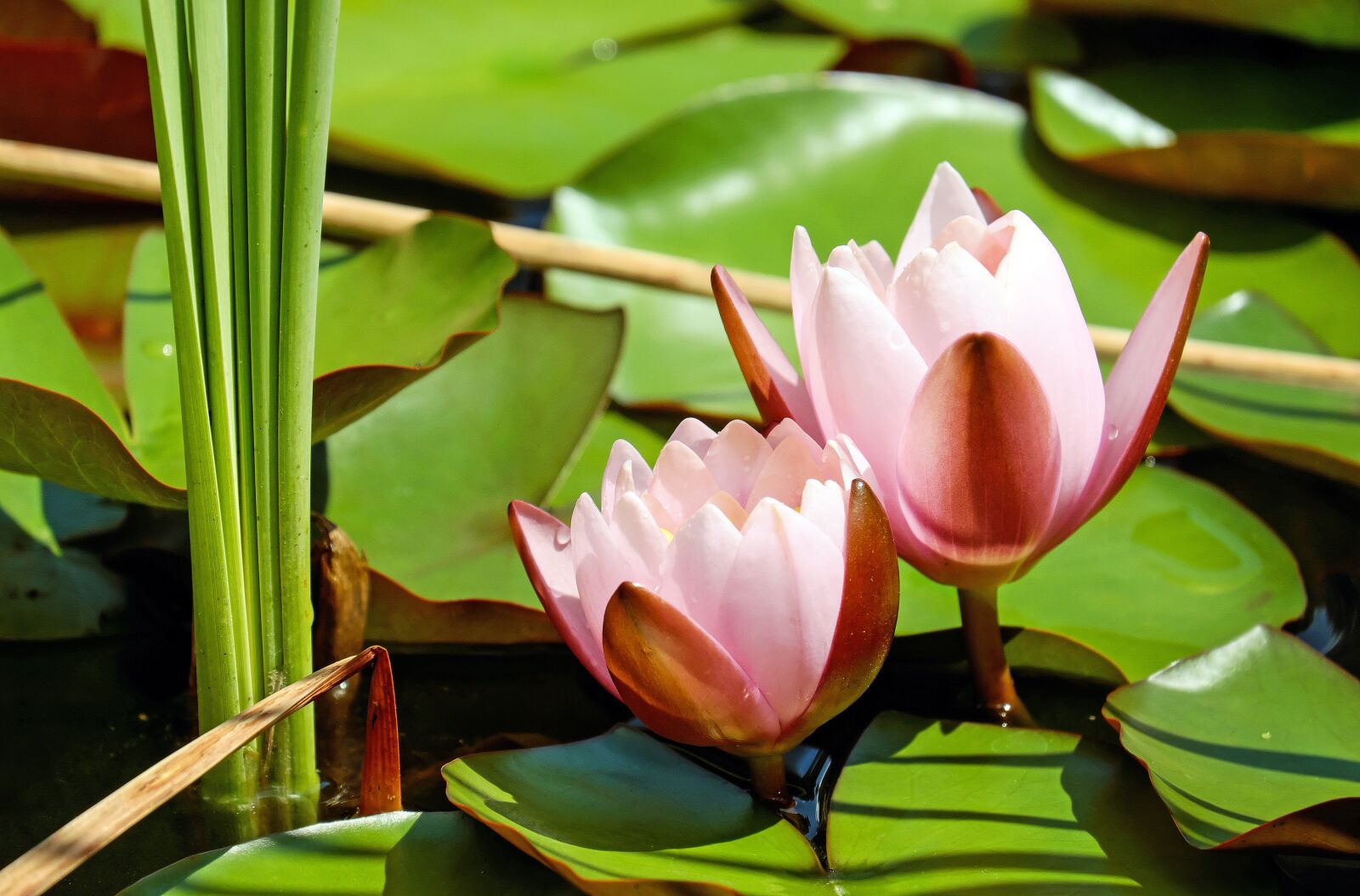 Fujifilm X-T10 + Fujifilm XC 50-230mm F4.5-6.7 OIS sample photo. Water lily, flower, blossom photography