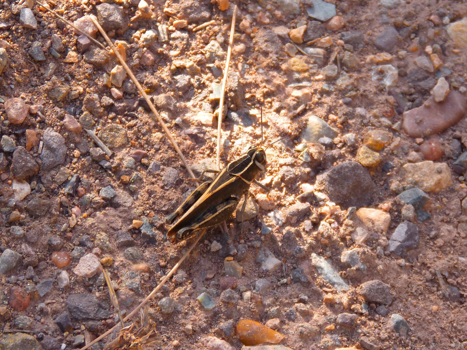 Panasonic DMC-FZ62 sample photo. Grasshopper, lobster, small photography