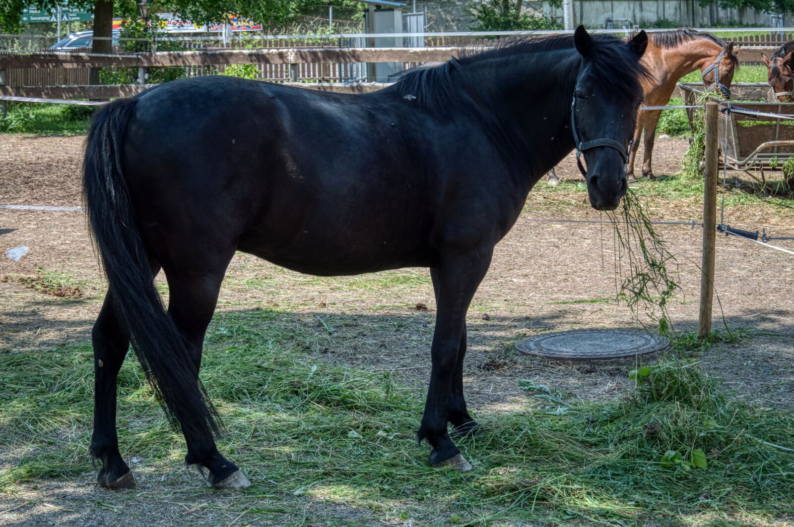 Nikon D5000 sample photo. Horse, rap, grass photography