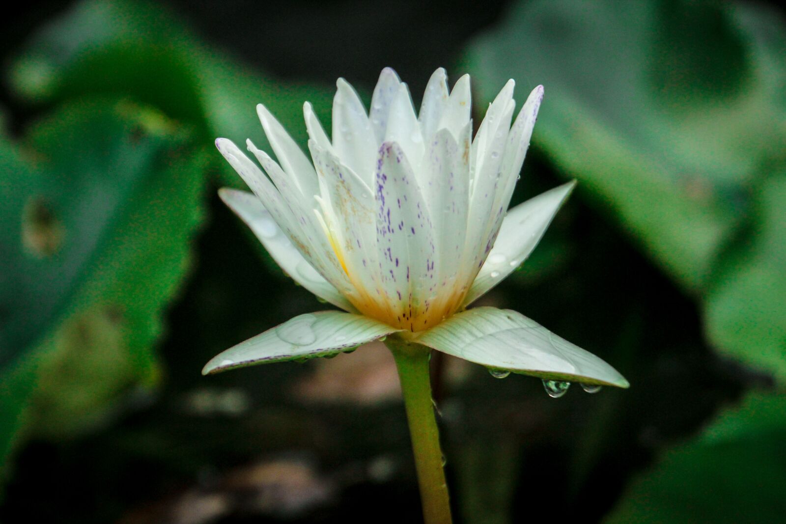 Canon EOS 600D (Rebel EOS T3i / EOS Kiss X5) sample photo. Lotus, nature, flowers photography