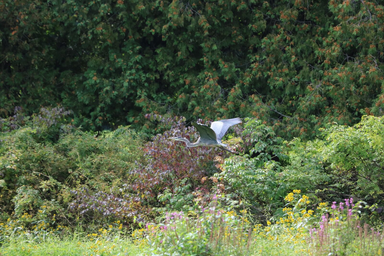 Canon EOS 750D (EOS Rebel T6i / EOS Kiss X8i) sample photo. Stork, nature, wild photography