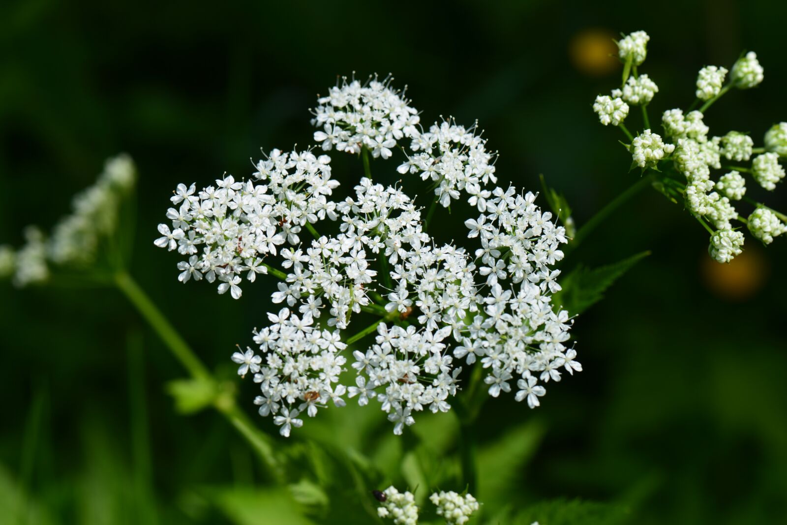 Nikon D610 sample photo. Perennial plant, white flowers photography
