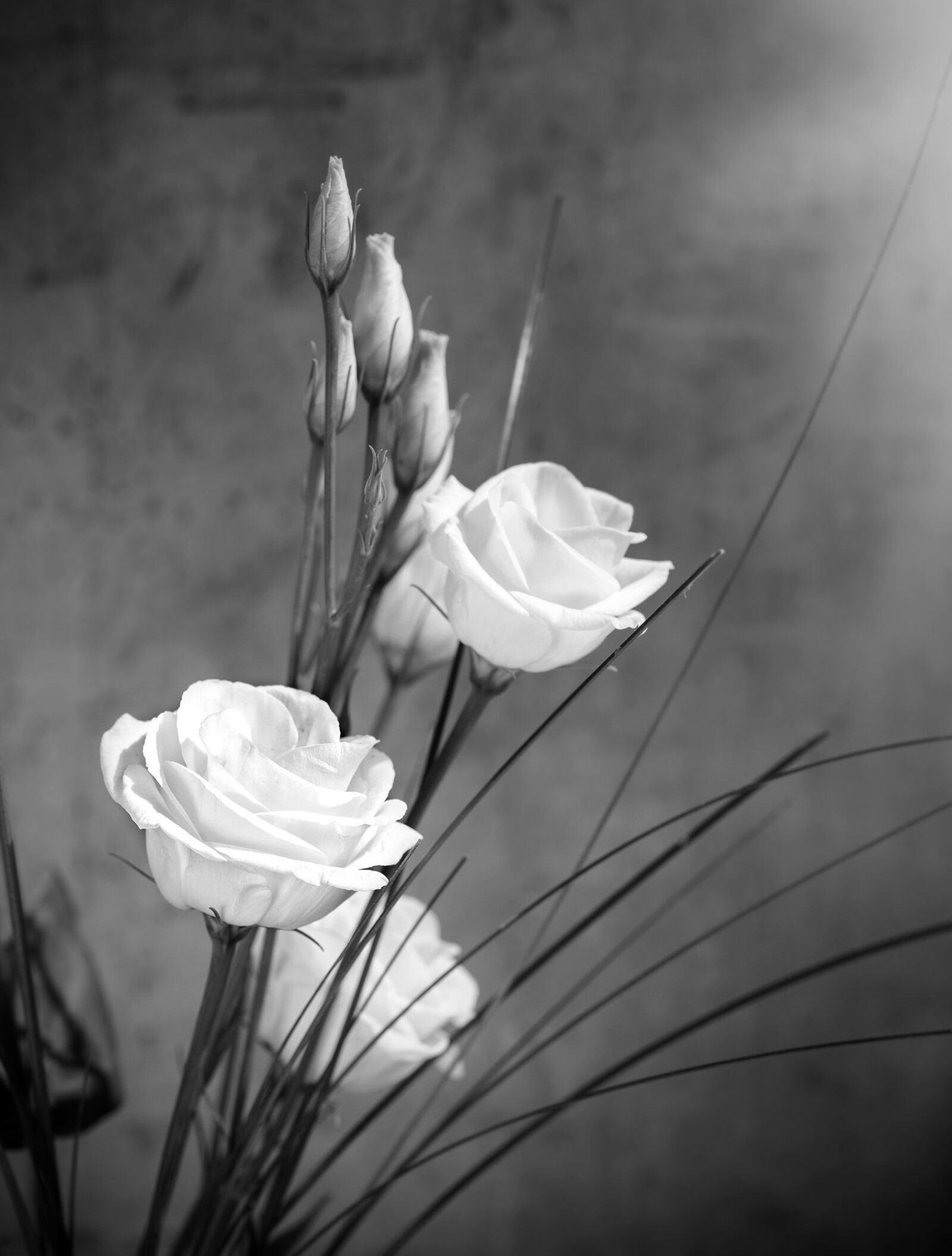 Nikon D750 sample photo. Lisianthus, flower, blossom photography