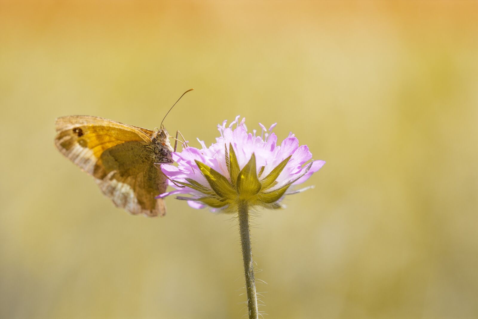 Nikon D7100 sample photo. Butterfly, meadow brown, insect photography