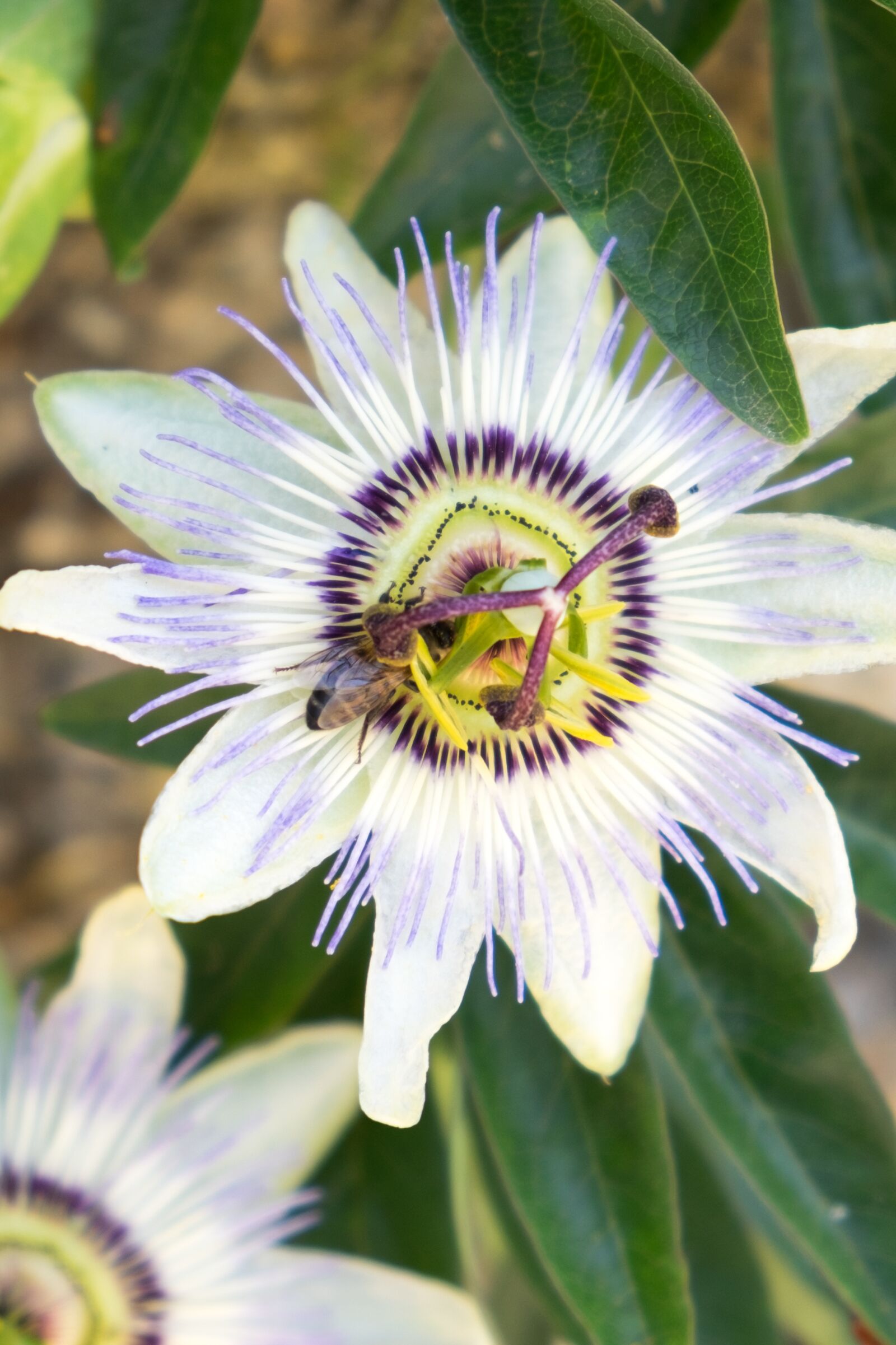 Fujifilm X-T10 sample photo. Passion, passiflora, flower photography