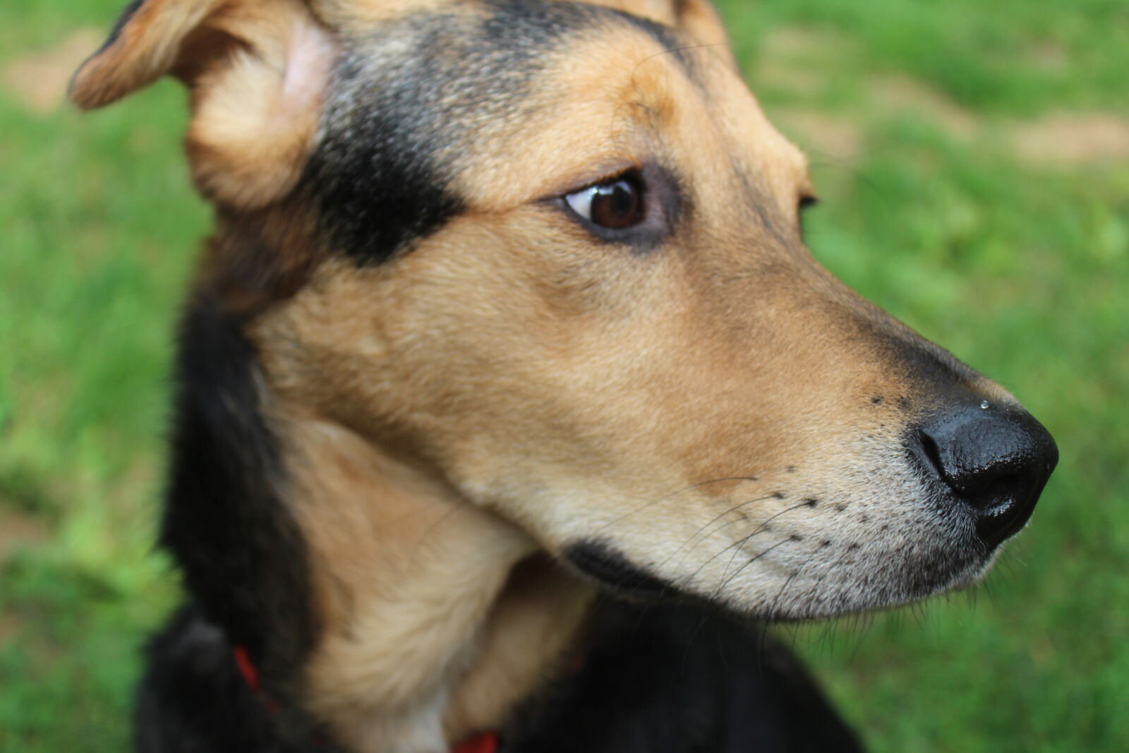 Canon EOS 1200D (EOS Rebel T5 / EOS Kiss X70 / EOS Hi) sample photo. German, shepherd, rescue, dog photography