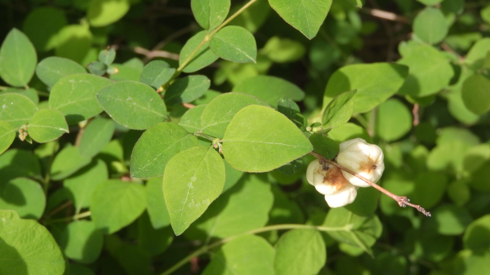 Nikon Coolpix P610 sample photo. Snowberry, snowberry white, green photography
