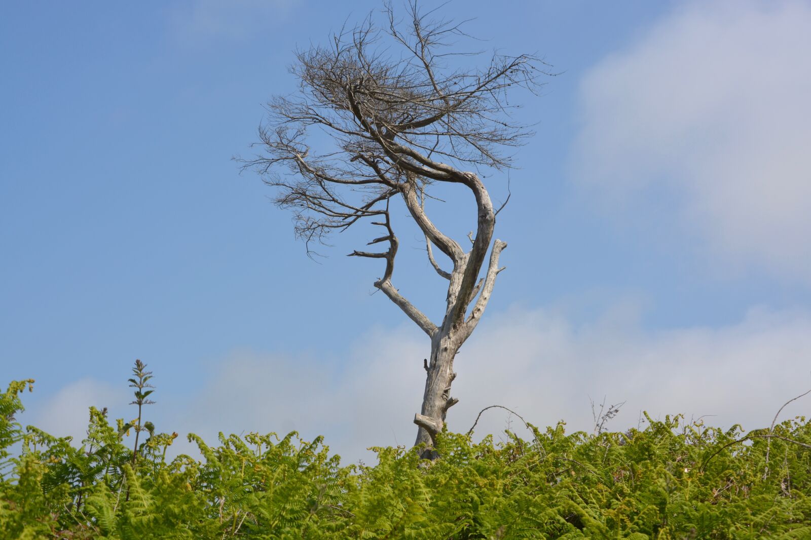 Nikon D5200 sample photo. Tree, dead tree, photo photography