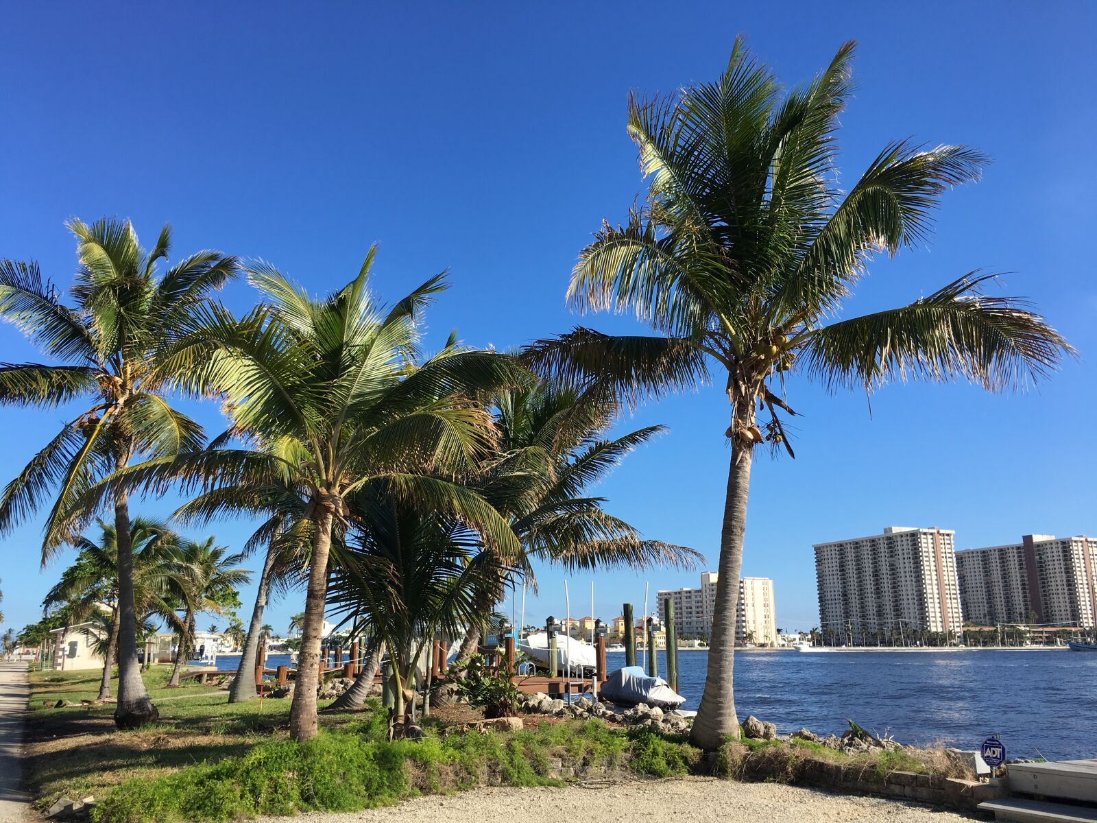 Apple iPhone 6s sample photo. Intracoastal, palm trees, blue photography