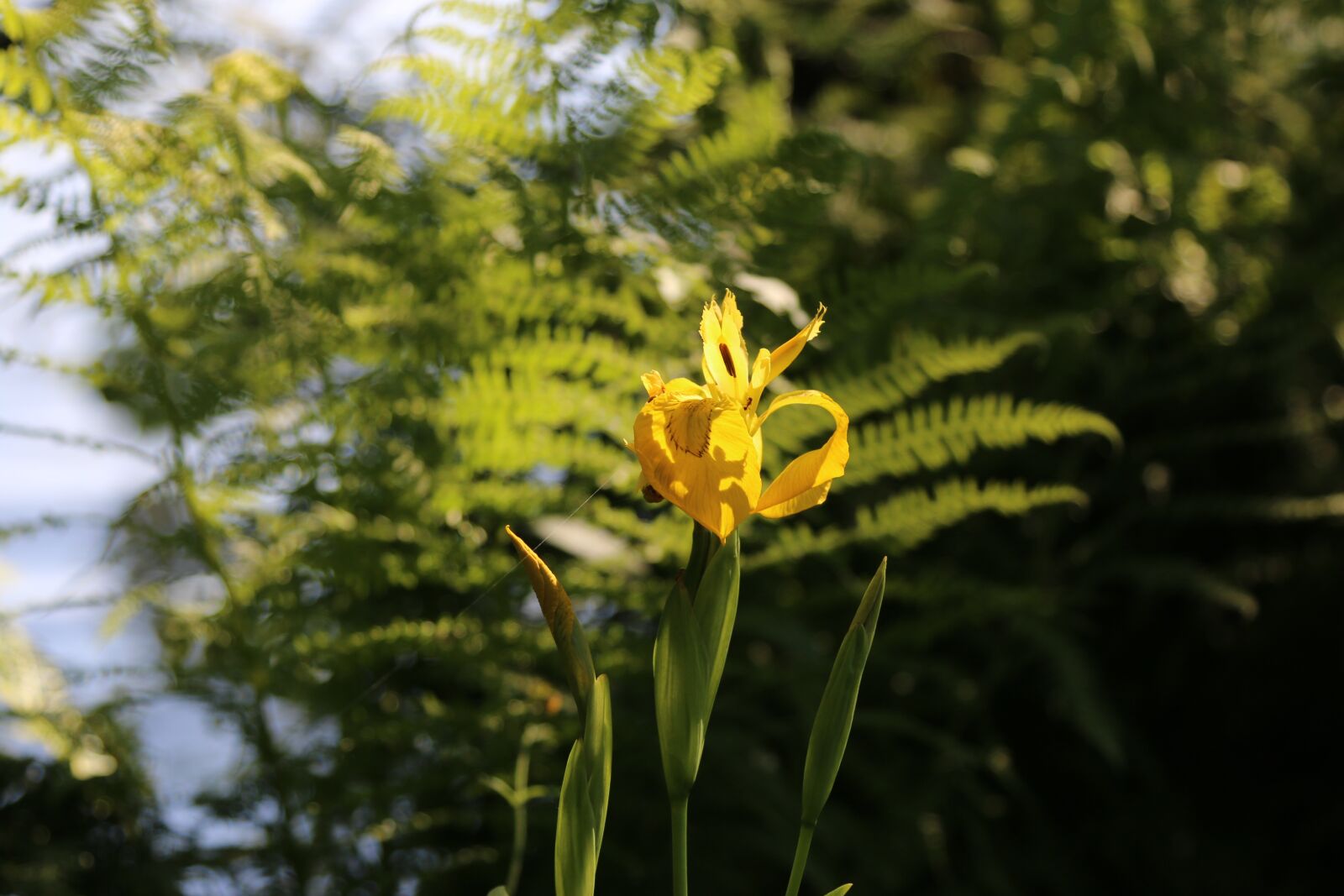 Canon EOS 70D + Canon EF 24-105mm F4L IS USM sample photo. Summer, yellow, green photography
