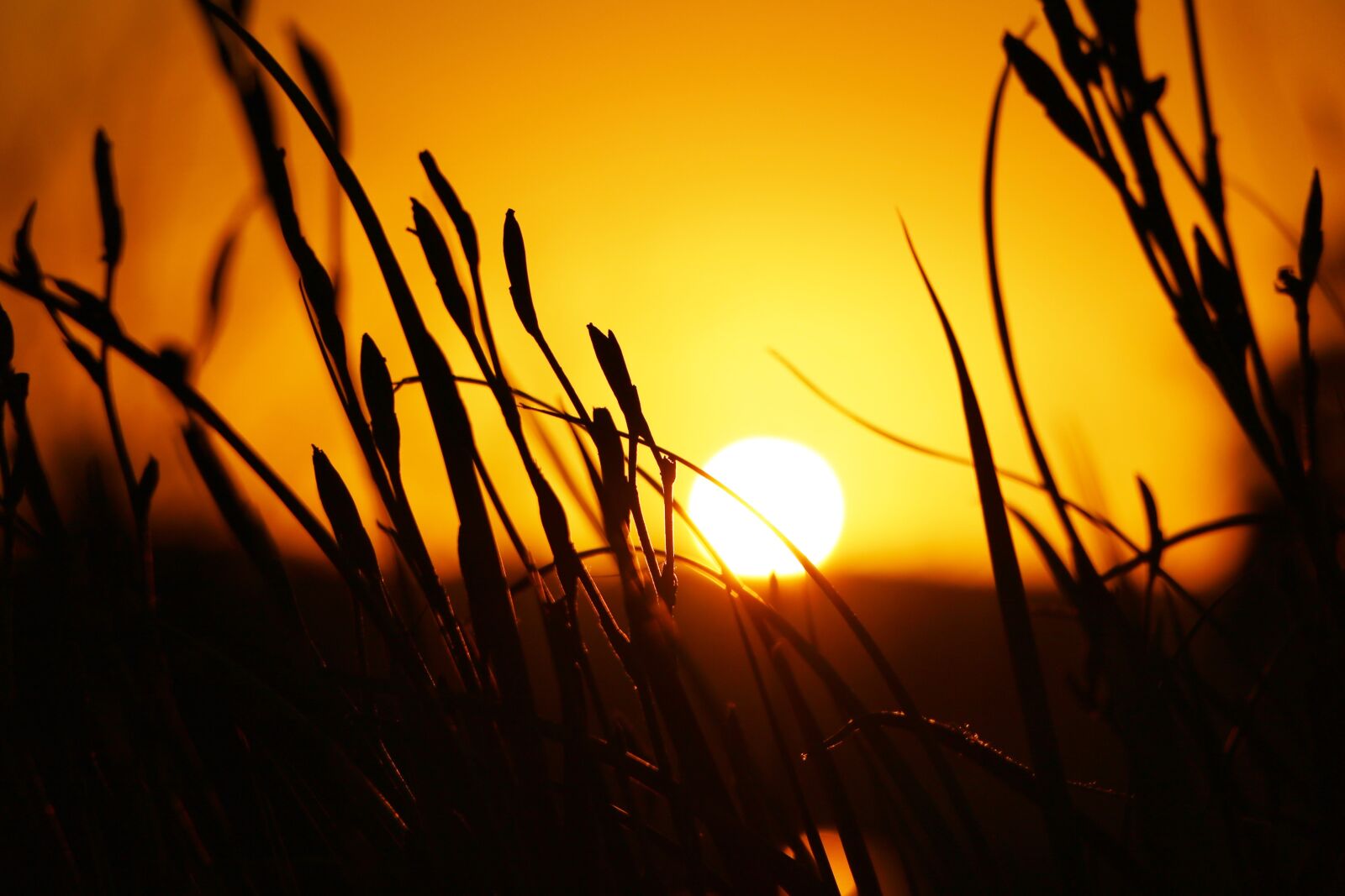 Canon EOS 760D (EOS Rebel T6s / EOS 8000D) sample photo. Sunset, sun, yellow photography