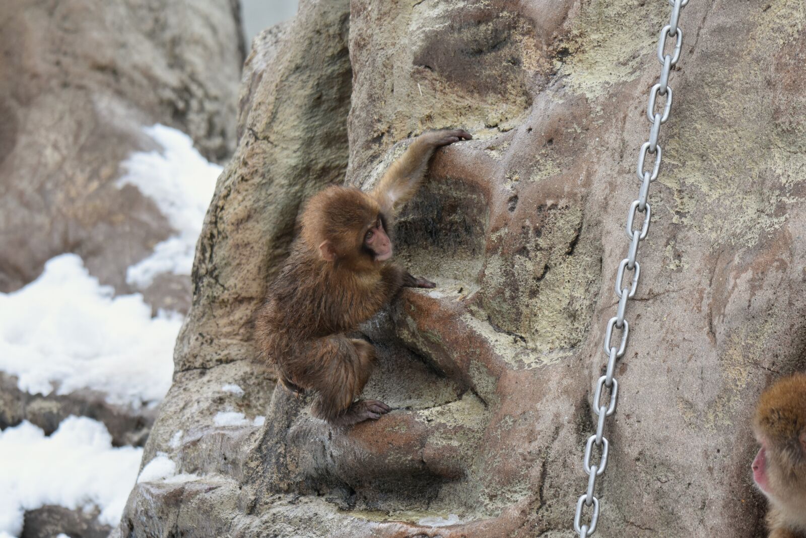 Nikon D7200 sample photo. Animal, saruyama, monkey photography
