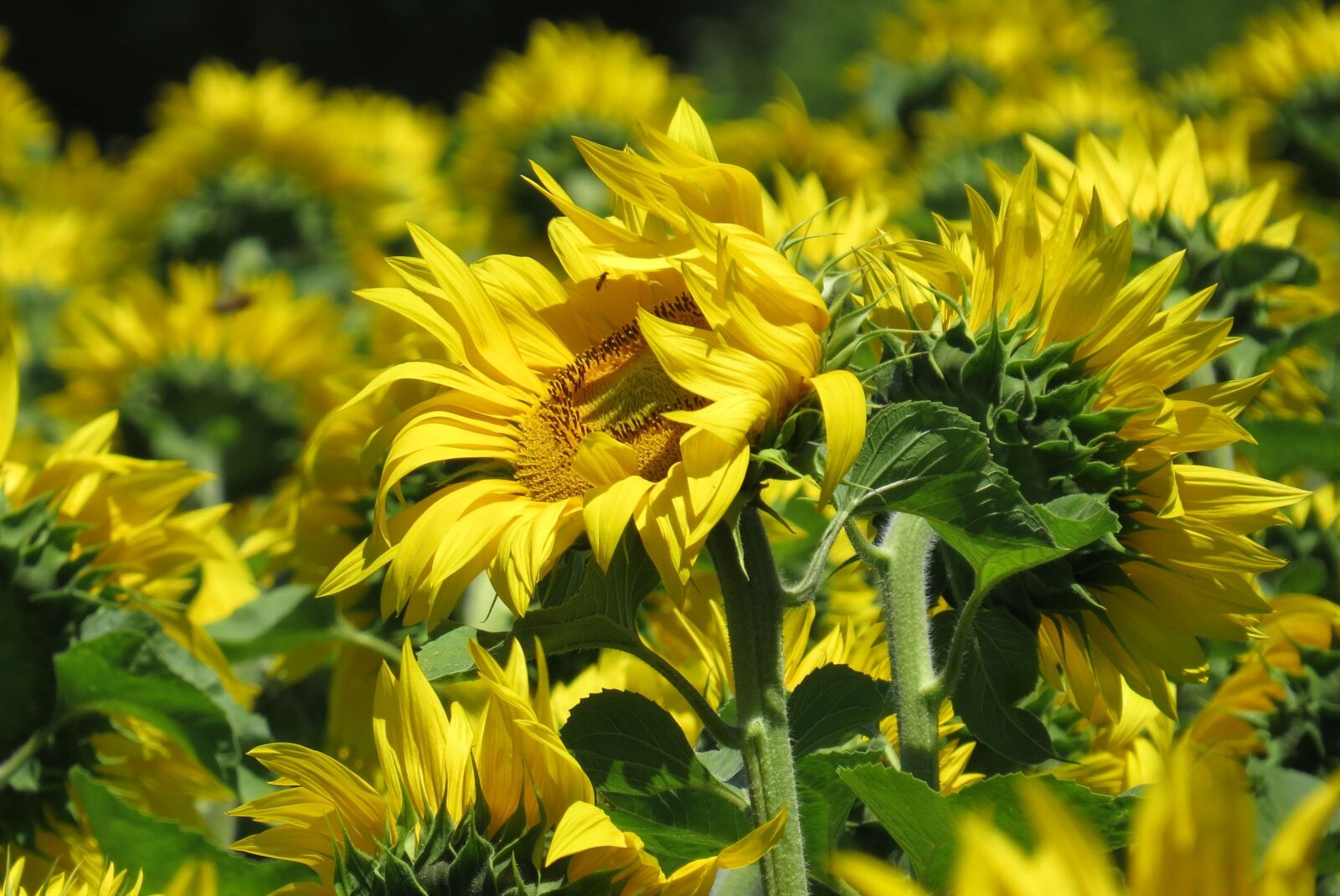 Canon PowerShot SX50 HS sample photo. Sunflower field, sunflower, bright photography