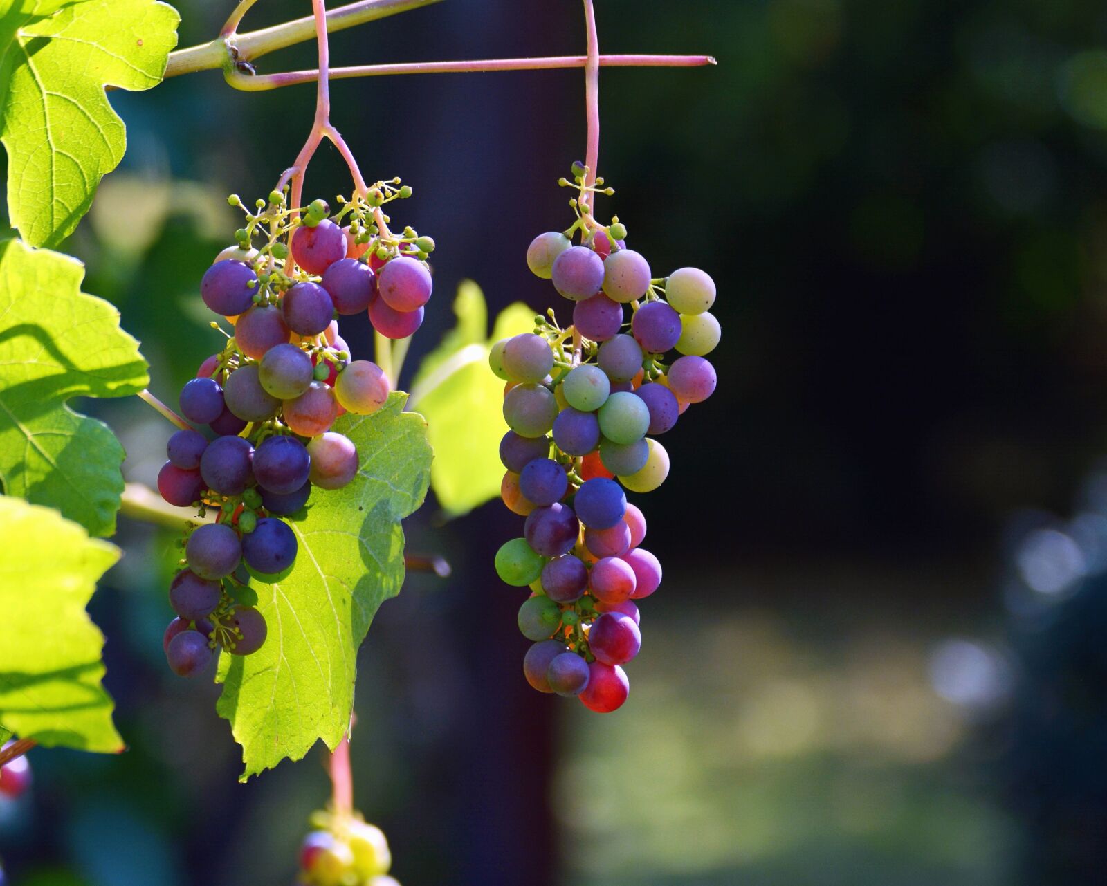 Nikon D5200 sample photo. Leaf, berries, grapes, fruit photography