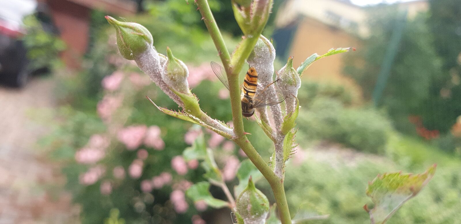 Samsung Galaxy S9 sample photo. Rose, bee, hause photography