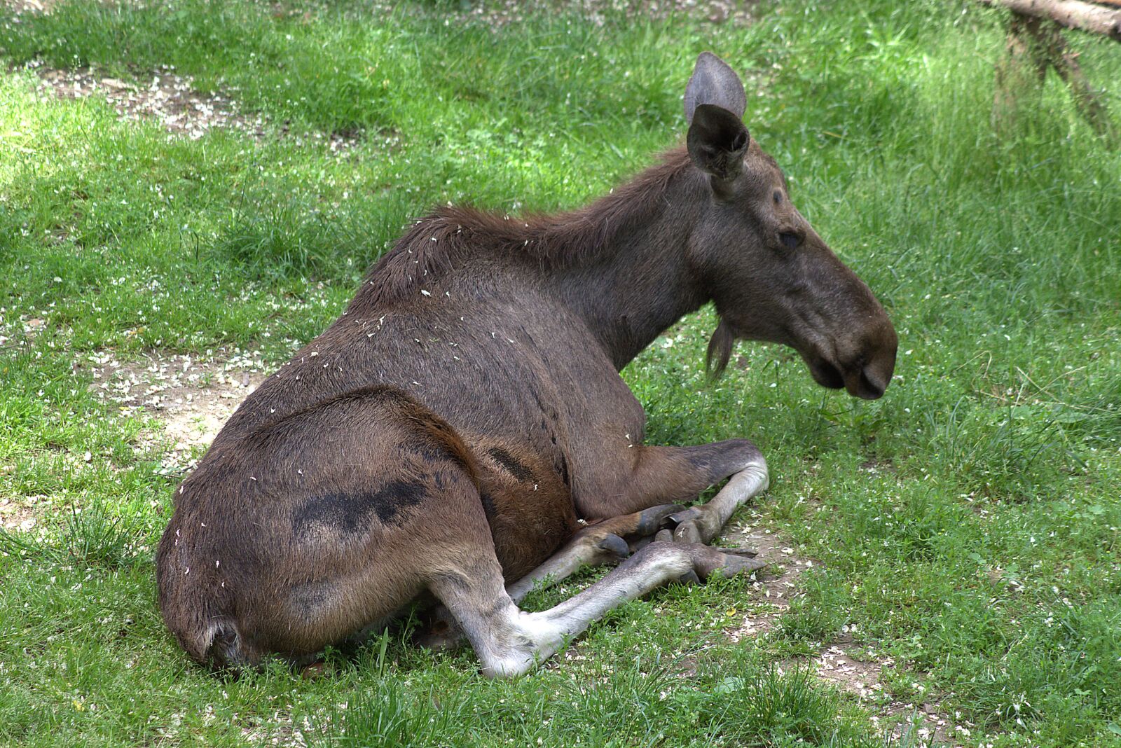 Canon EOS 700D (EOS Rebel T5i / EOS Kiss X7i) sample photo. Moose, nature, animal photography